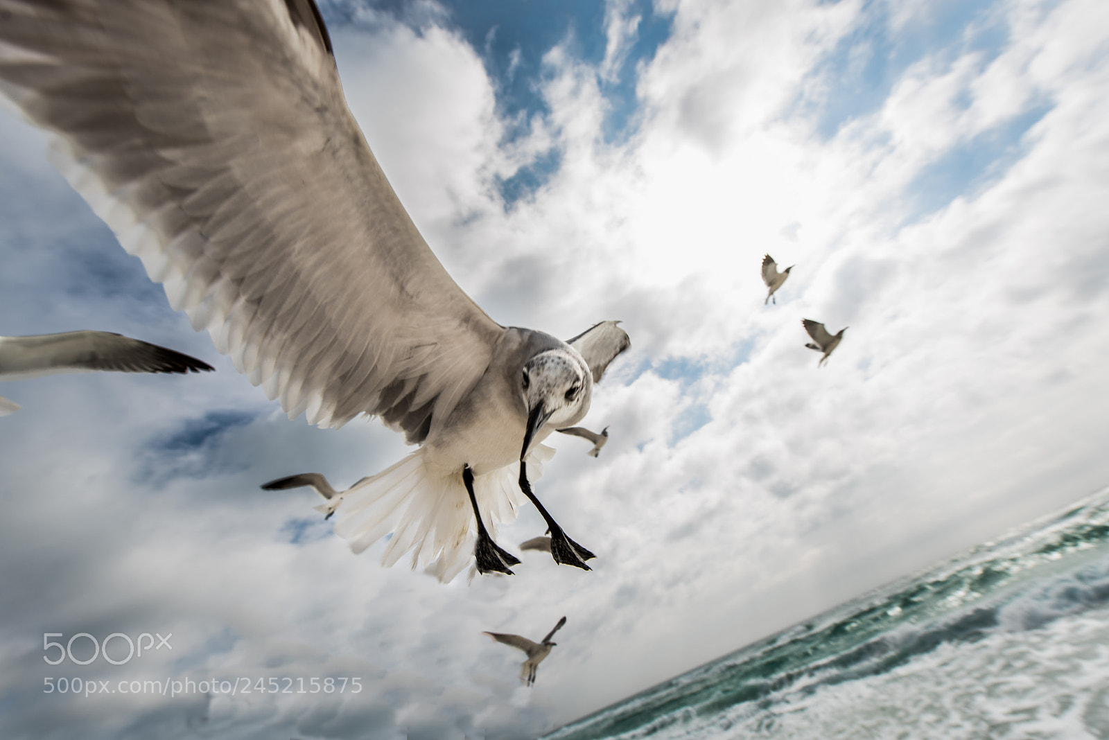 Nikon D810 sample photo. Killer birds photography