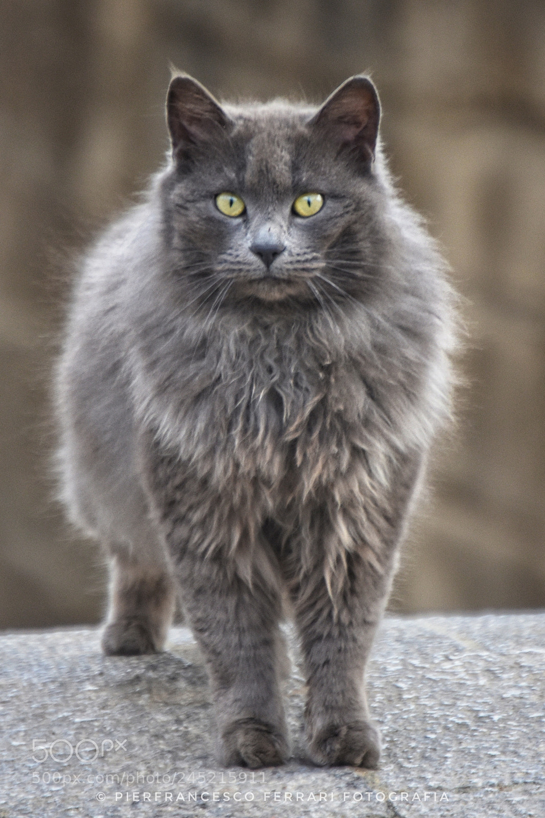 Nikon D7200 sample photo. #grey #cat #frascineto photography