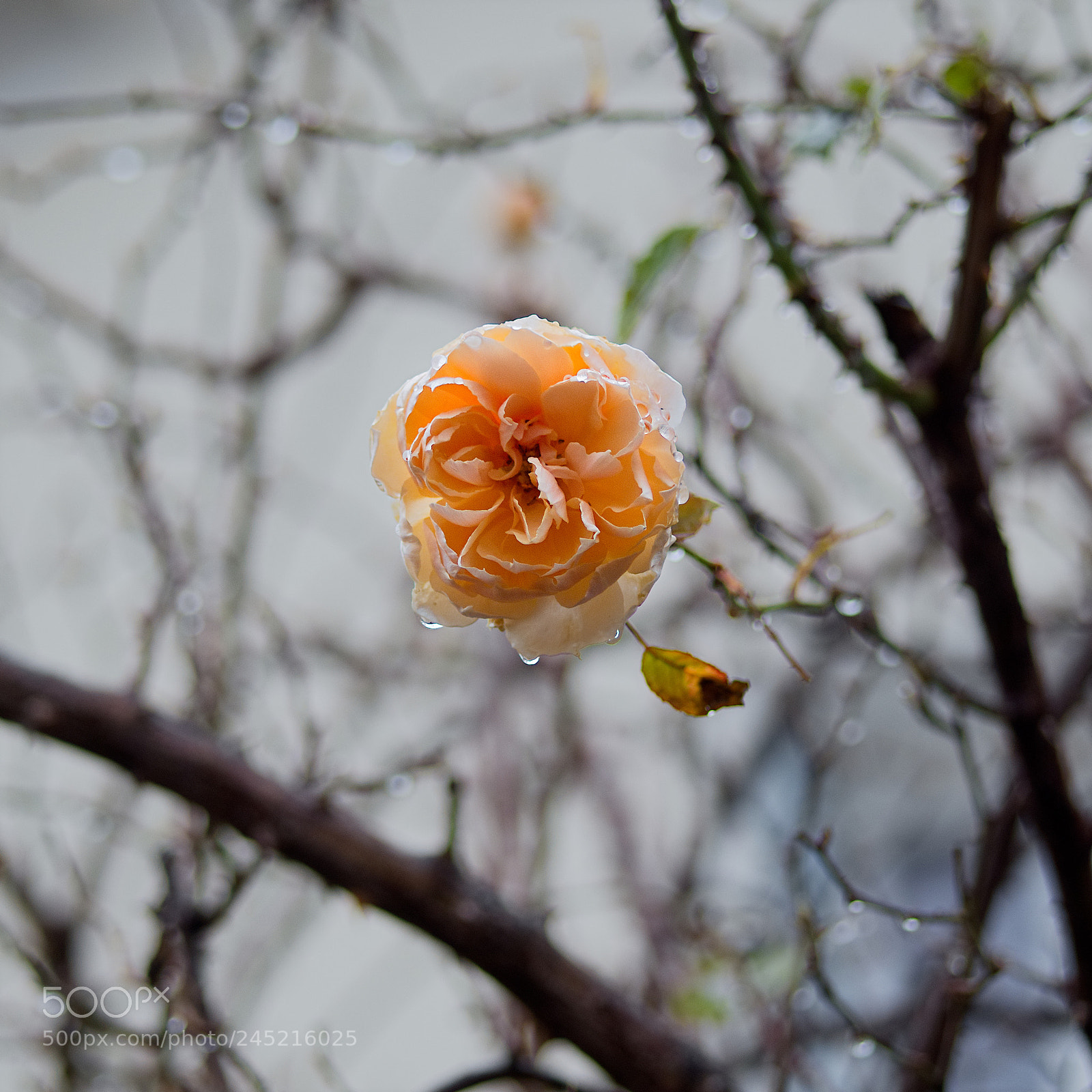 Panasonic Lumix DC-GH5 sample photo. When you were here photography