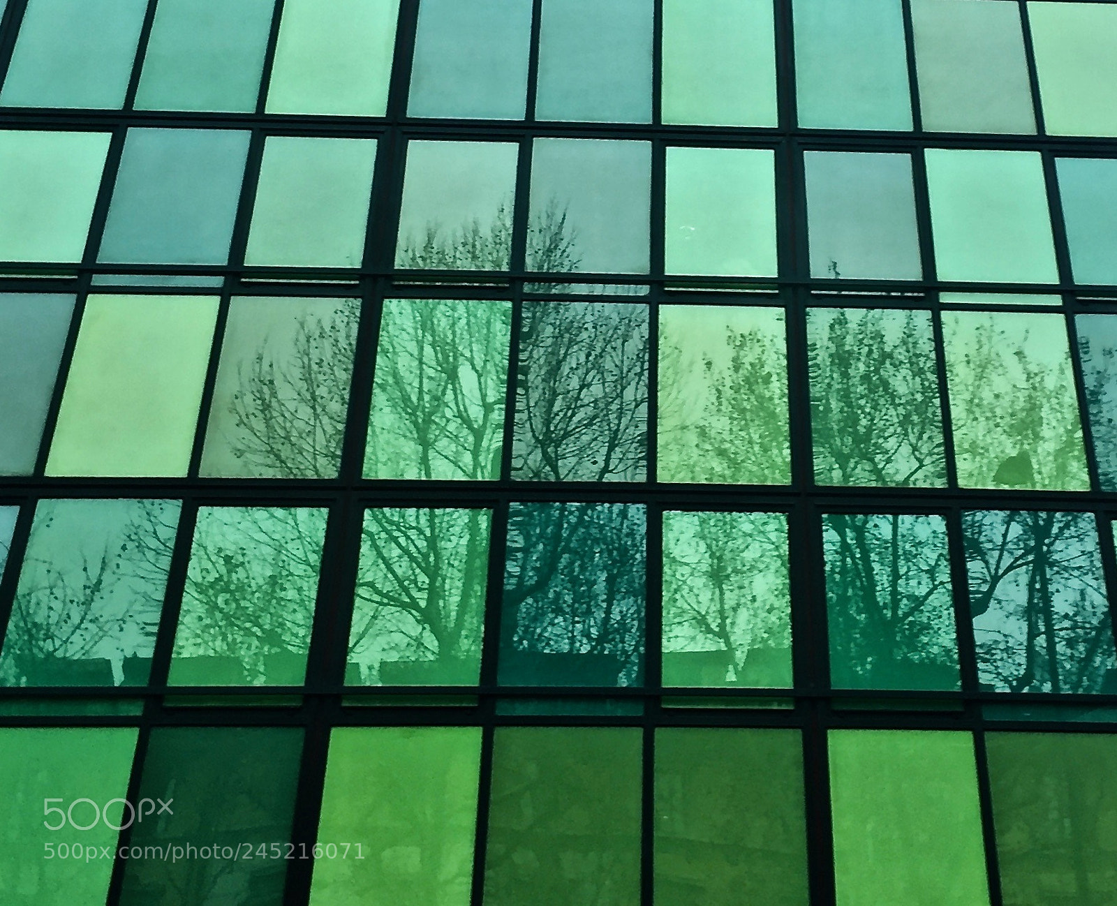 Apple iPhone 6 sample photo. Alberi del futuro photography