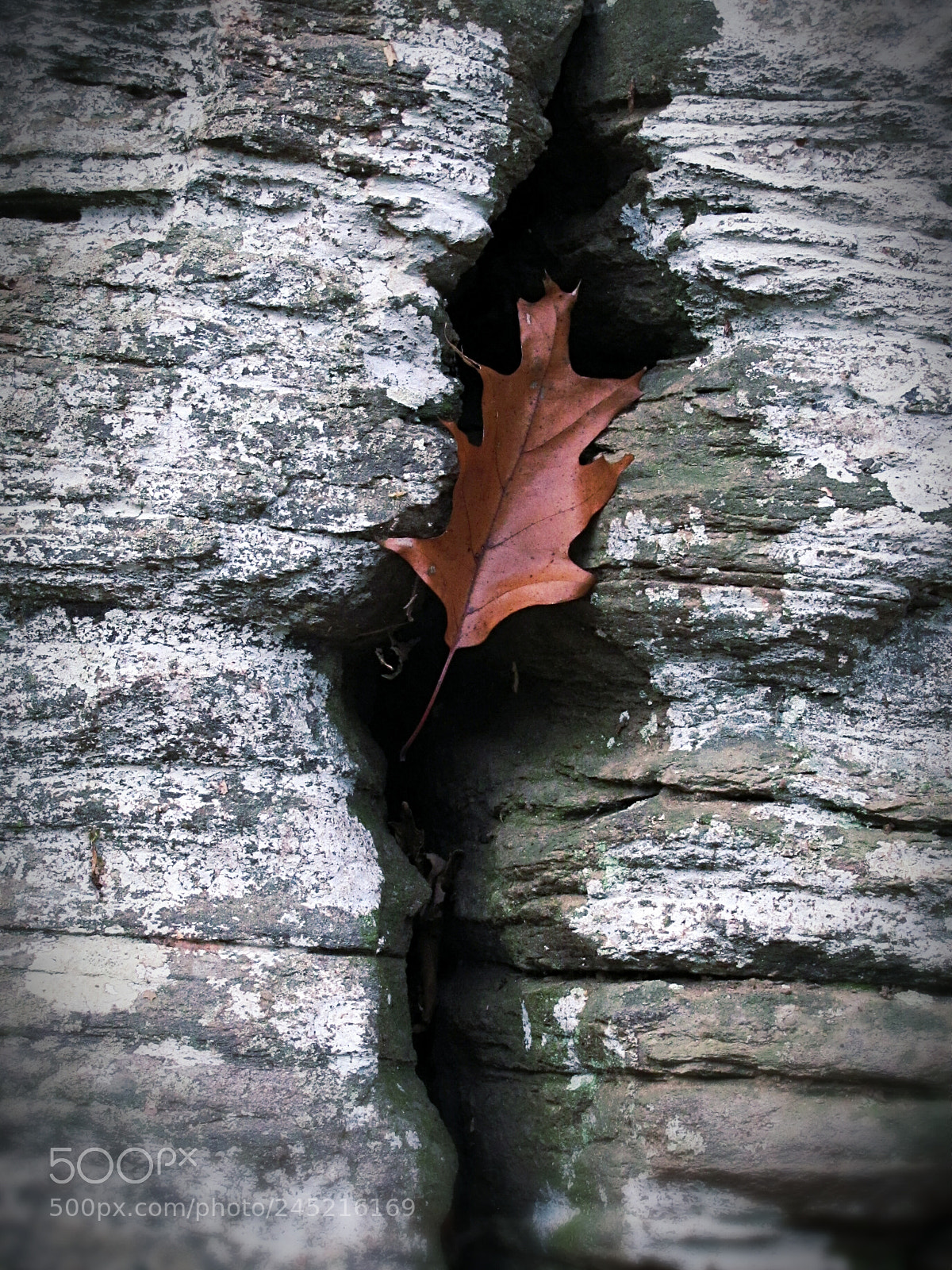 Canon PowerShot SX20 IS sample photo. Captured 2 photography