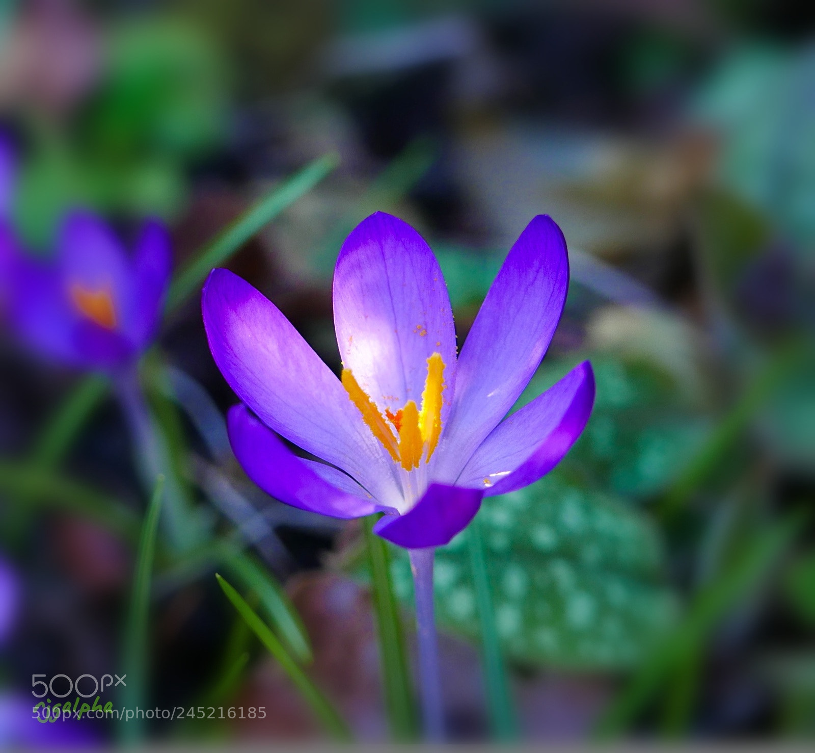 Panasonic Lumix DMC-LX100 sample photo. Bulb photography