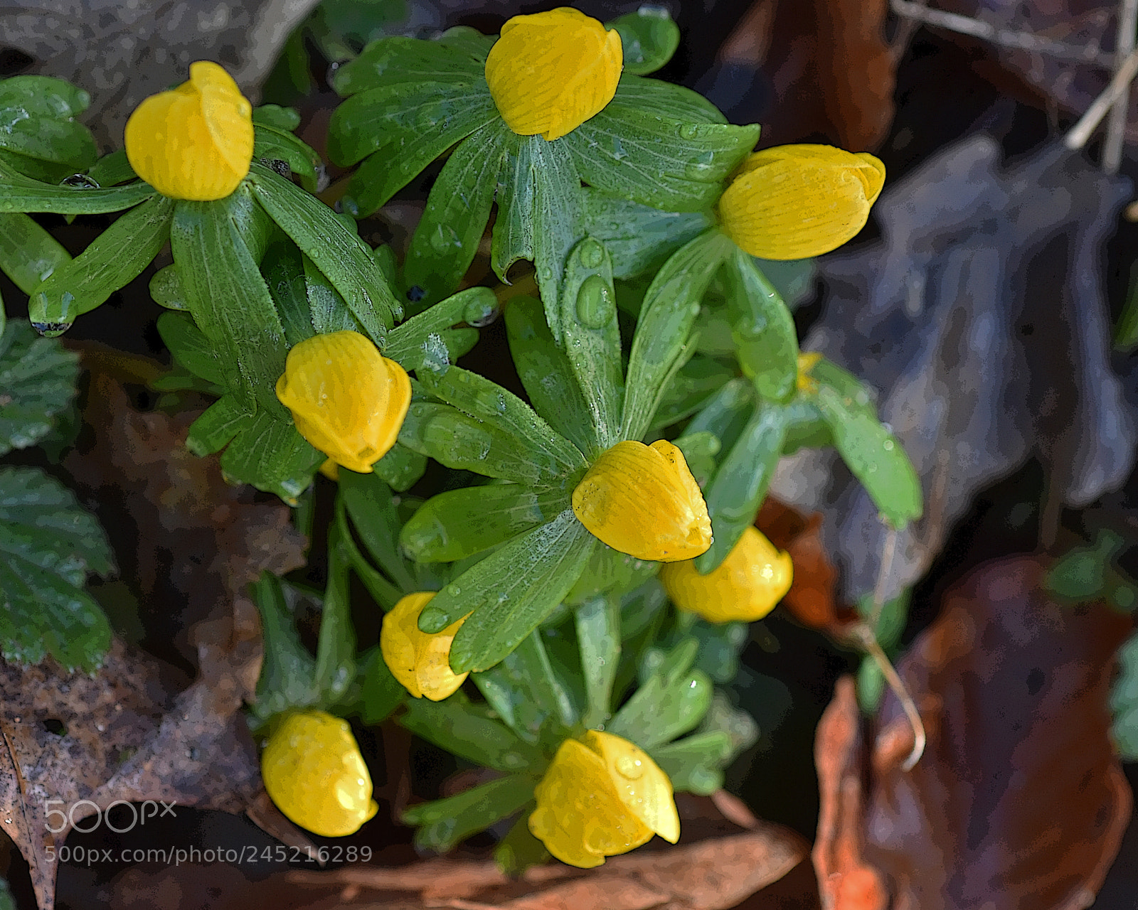 Nikon D7200 sample photo. Yellow spring flowers photography
