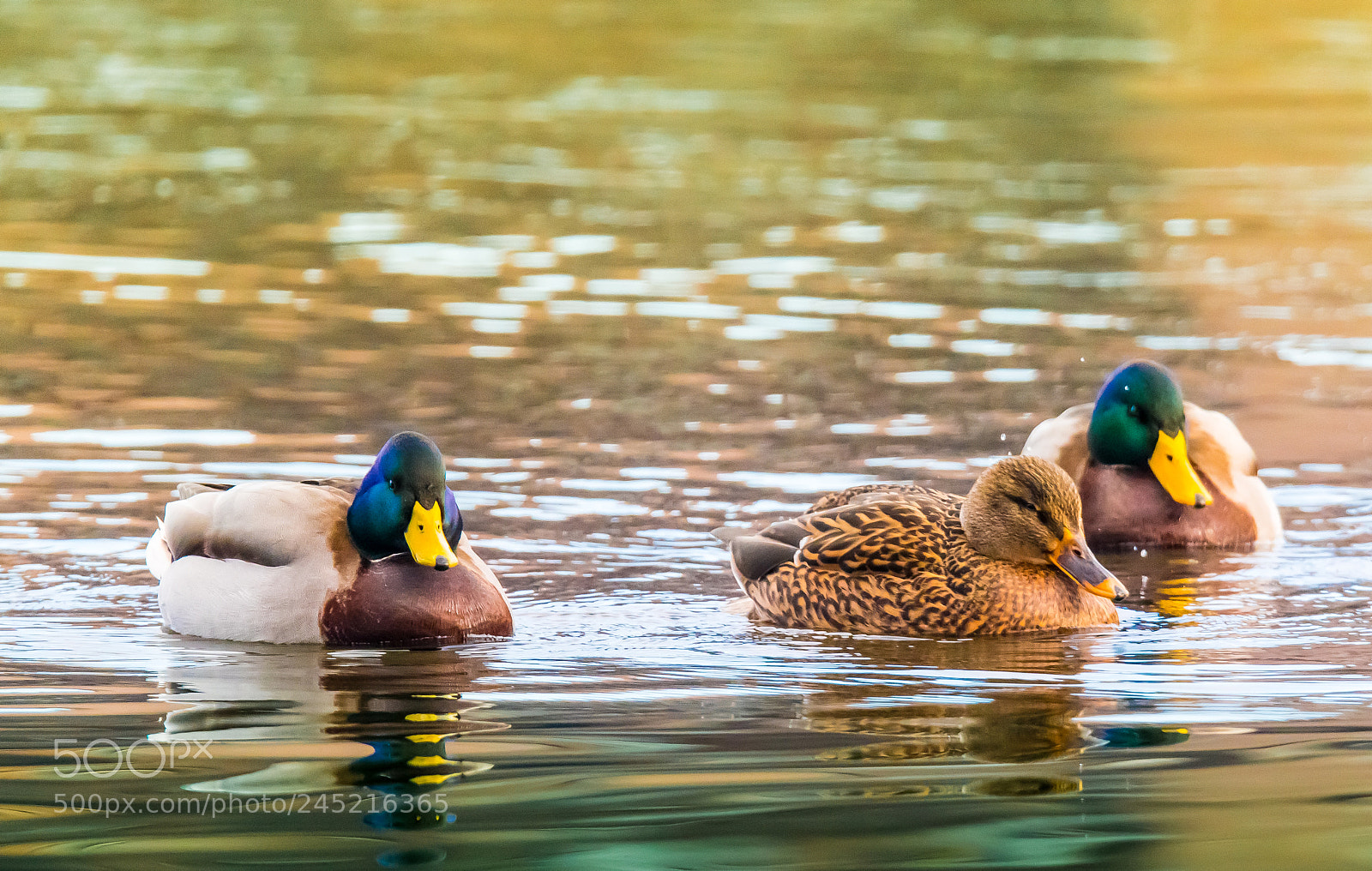 Nikon D500 sample photo. Ducks floating on water photography
