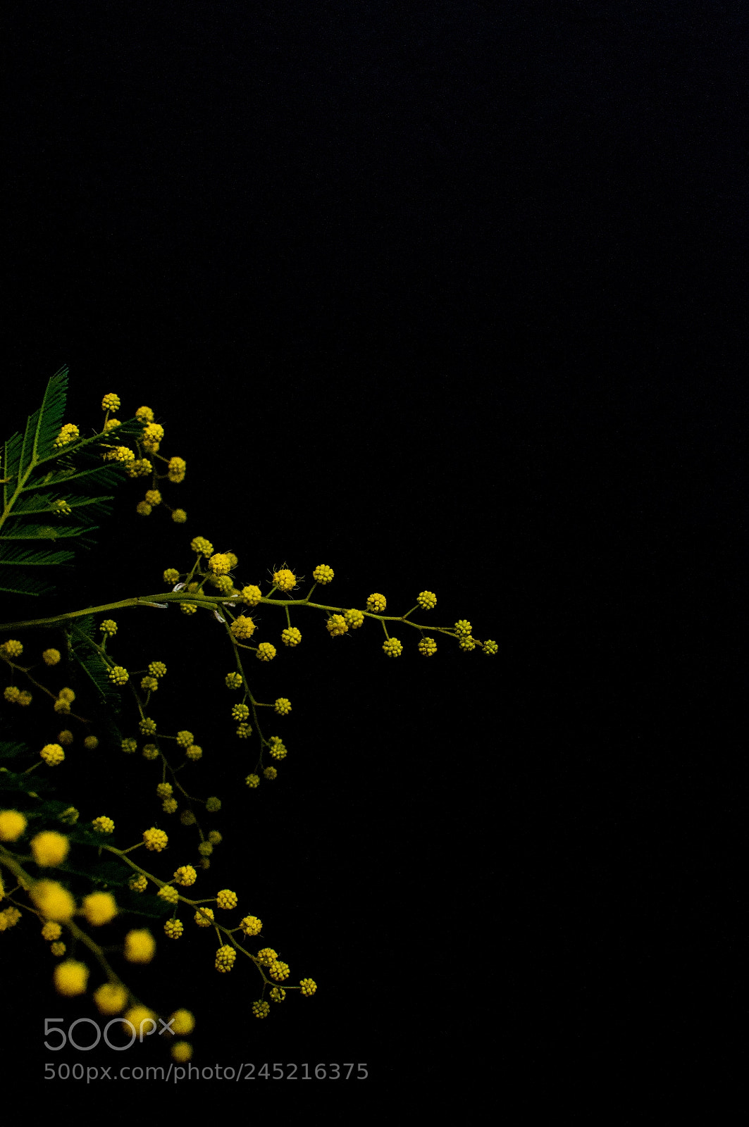 Nikon D90 sample photo. Mimosa photography