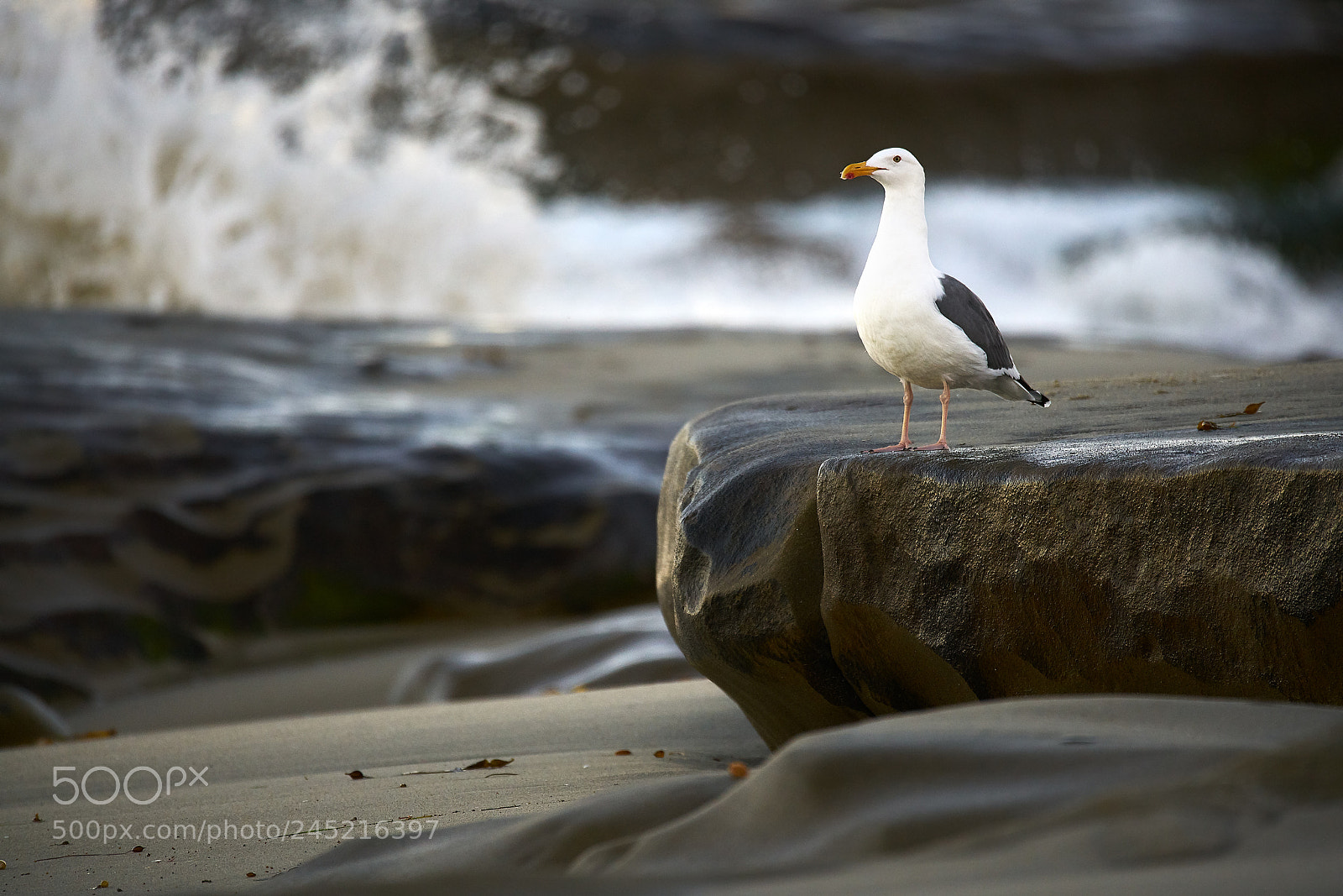 Sony a7R II sample photo. Western gull at la photography