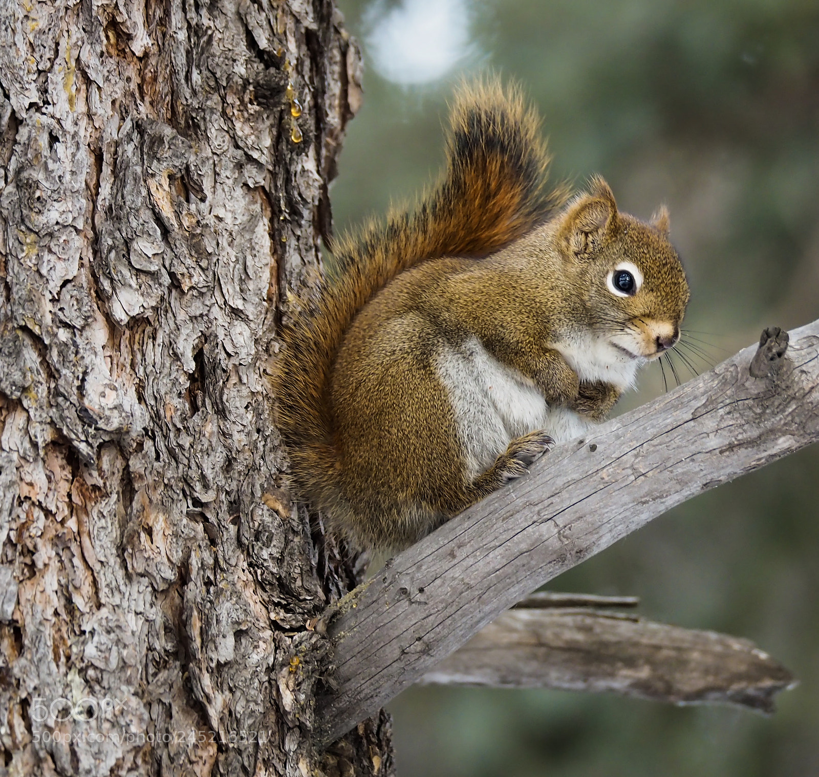 Olympus OM-D E-M10 II sample photo. Red squirrel photography