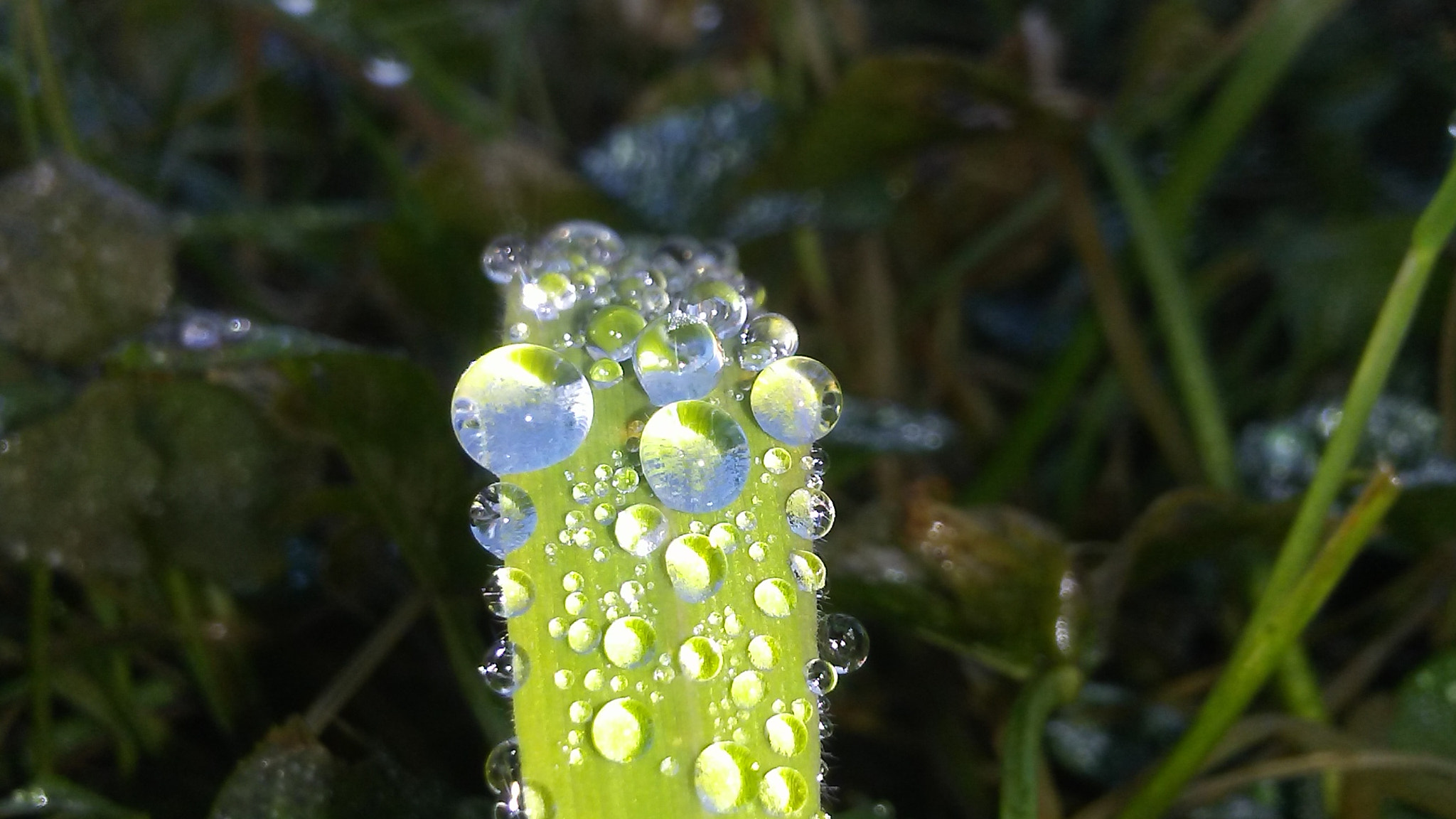 LG K4 sample photo. Waterdrops photography