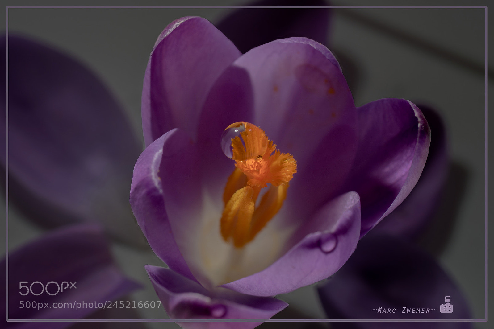 Sony ILCA-77M2 sample photo. ' purple rain ' photography