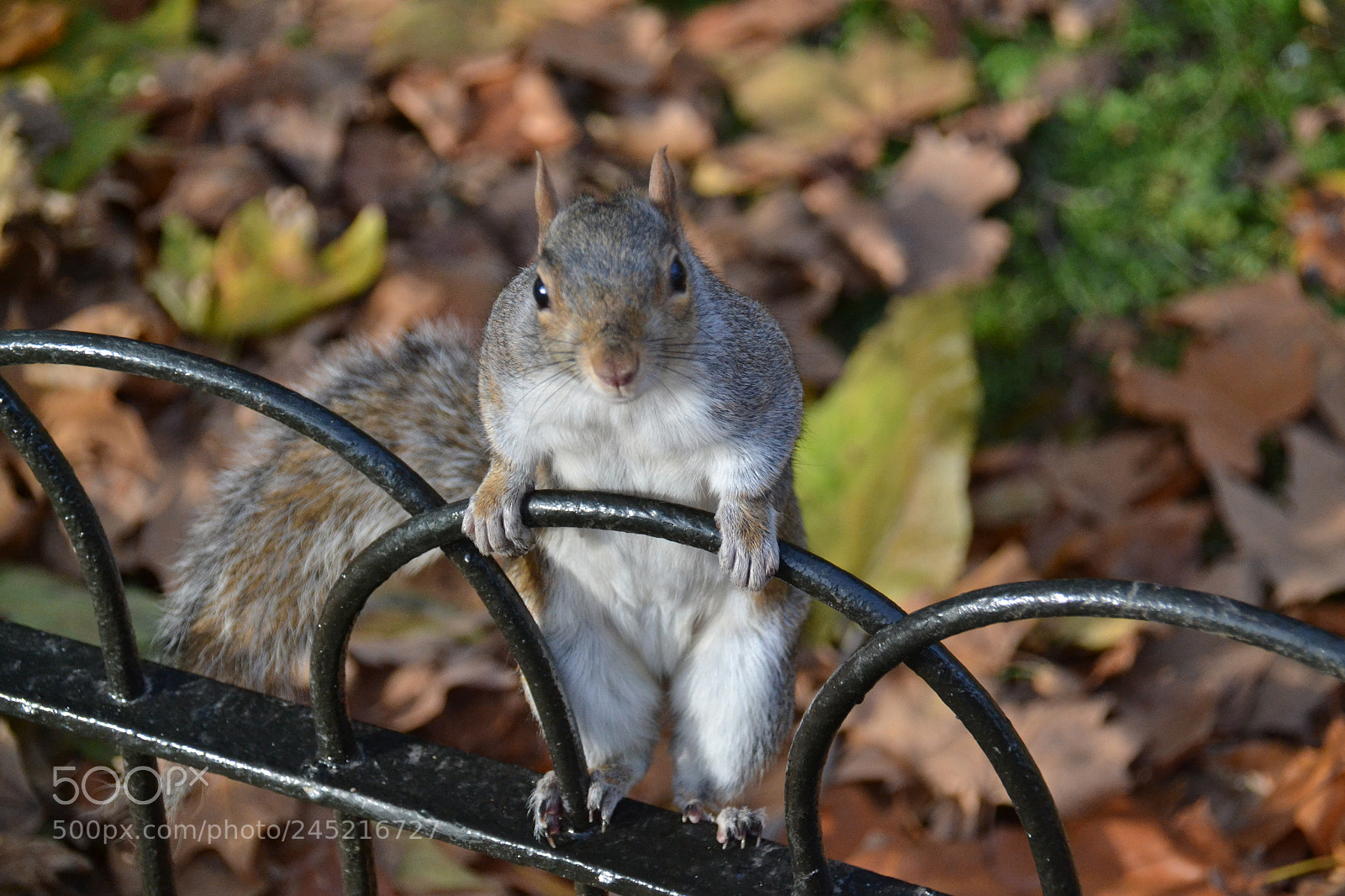 Nikon D3100 sample photo. Do you fight with photography