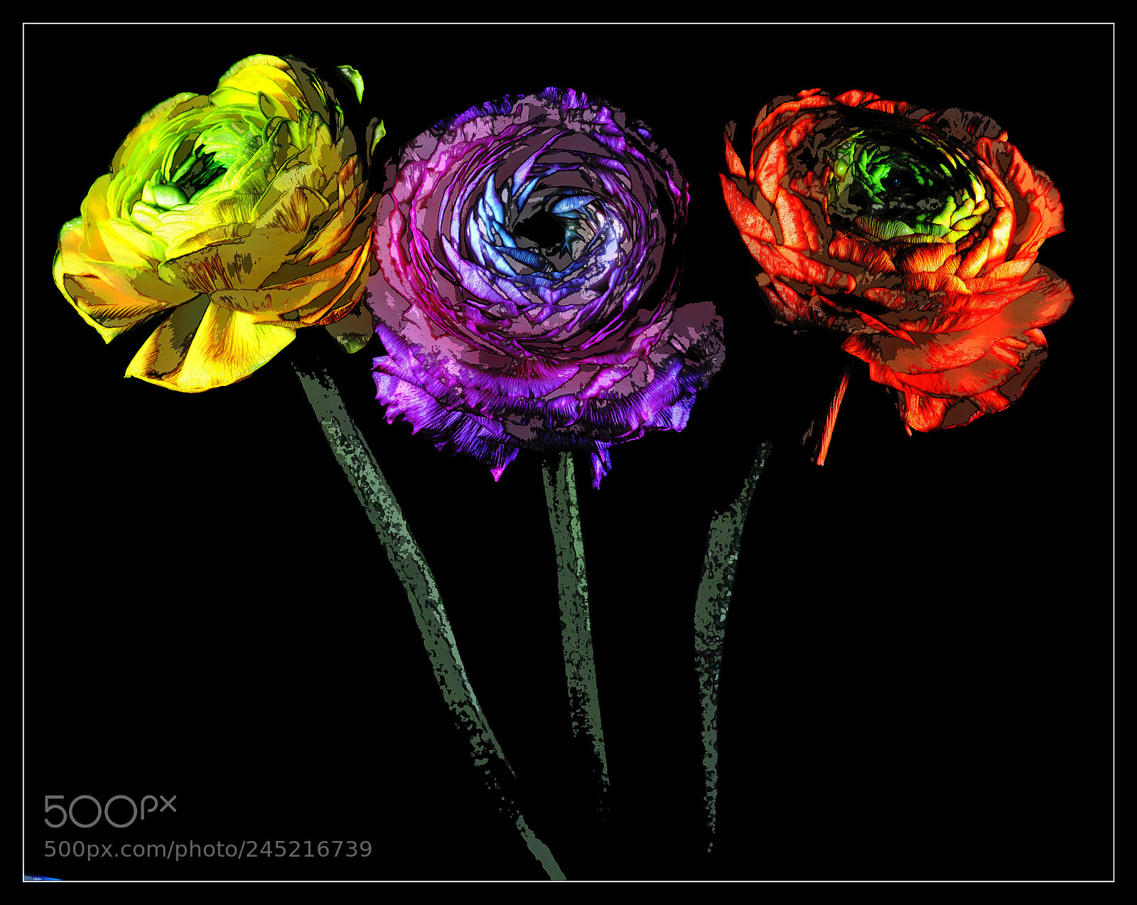 Olympus OM-D E-M1 Mark II sample photo. Trio colore photography