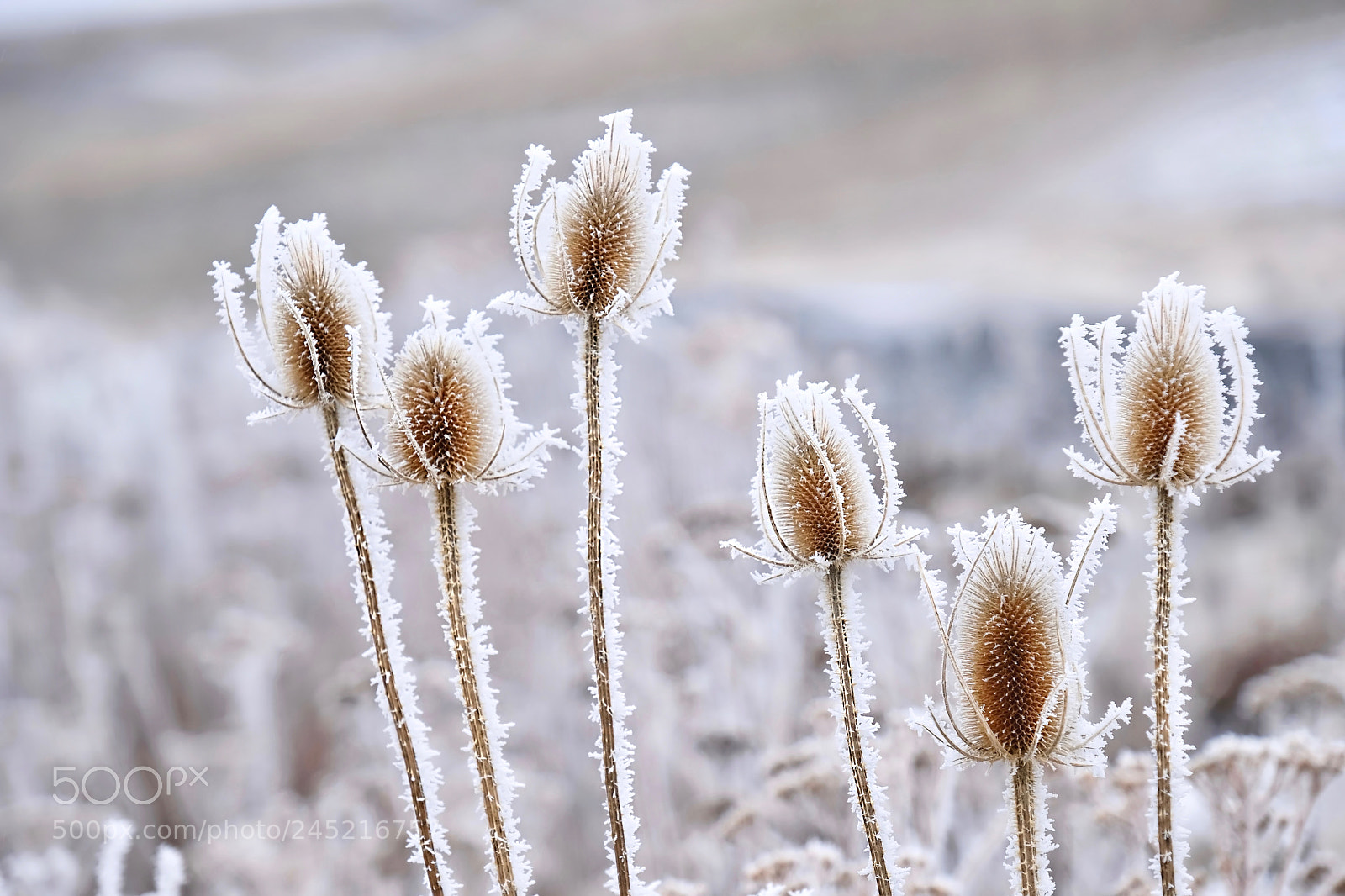 Fujifilm X-T2 sample photo. Frozen flowers photography