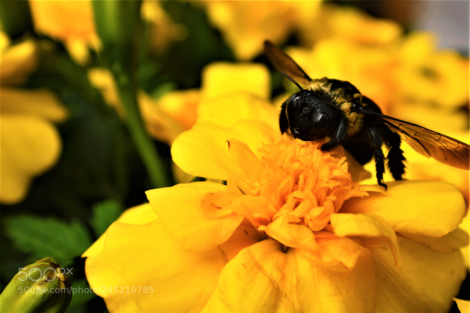 Nikon D5200 sample photo. Honey hole photography