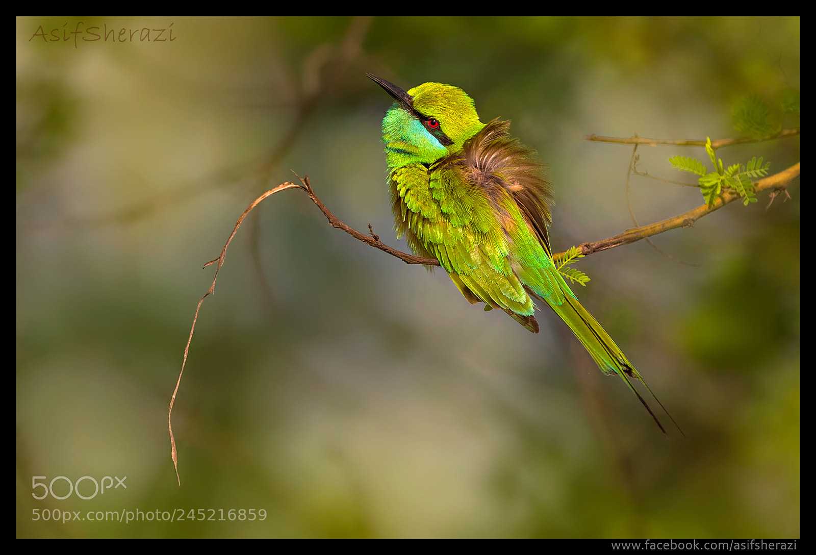 Nikon D4S sample photo. Beauty of the nature photography