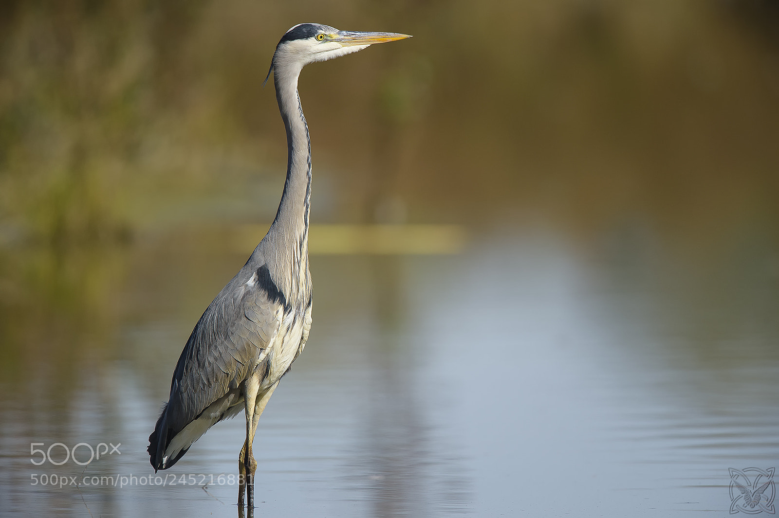 Nikon D4S sample photo. Ardea cinerea, airone cenerino photography