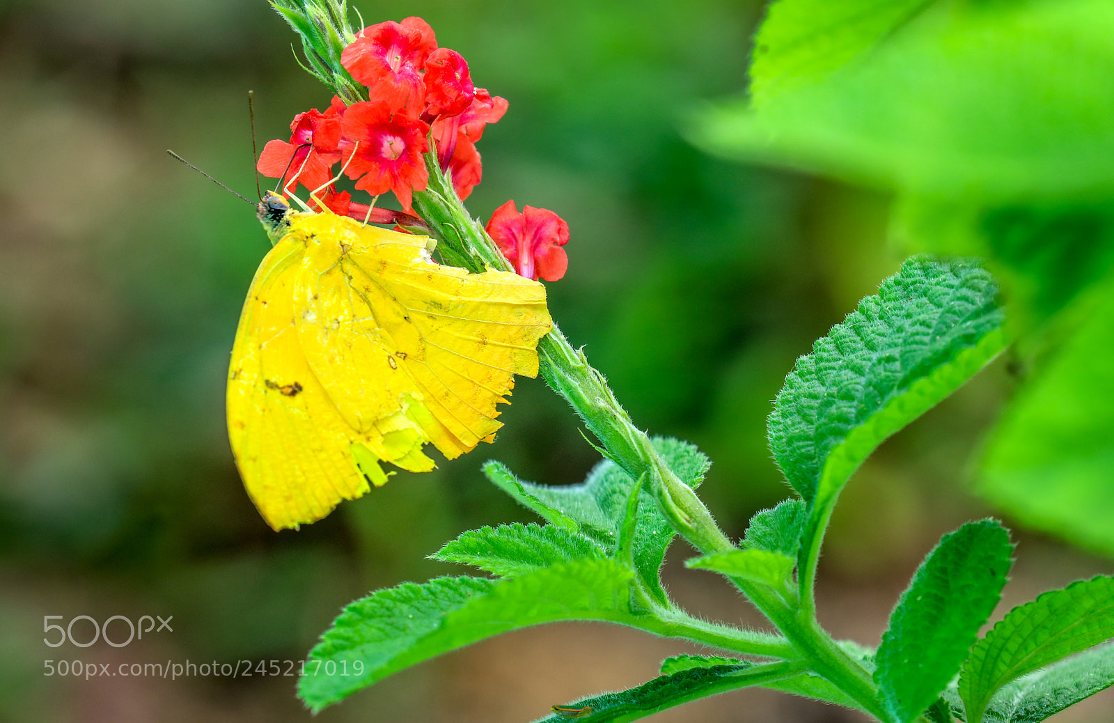Canon EOS 5DS R sample photo. Butterfly at asa wright photography