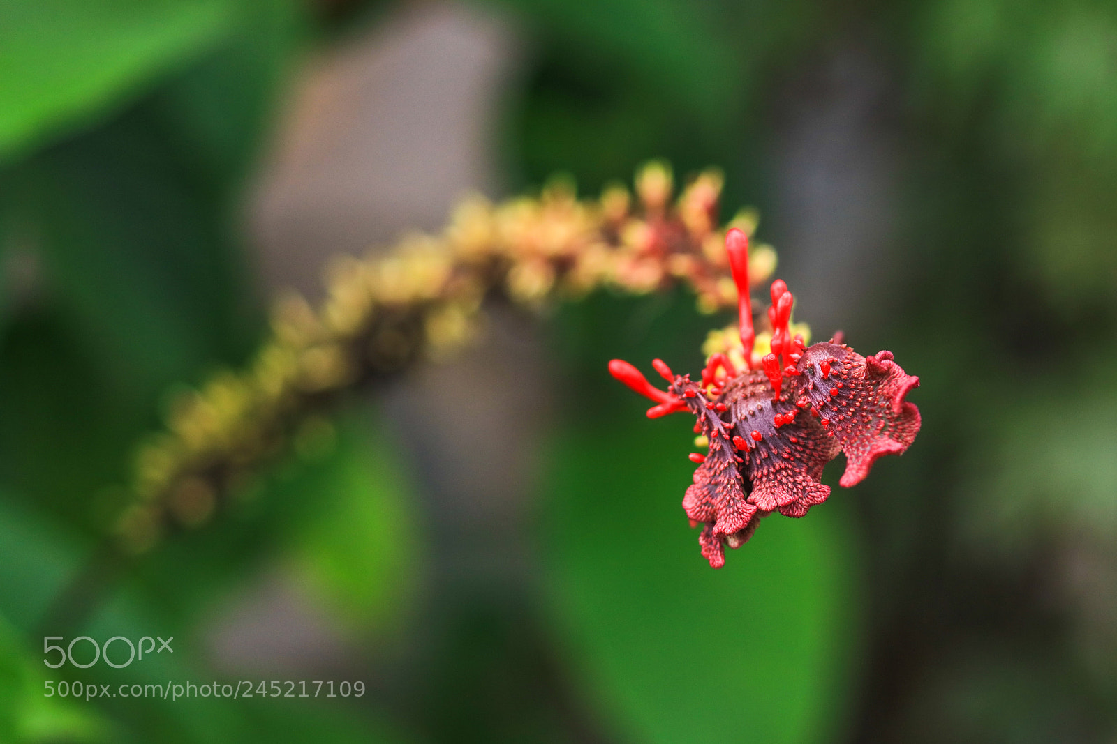 Canon EOS 5DS R sample photo. Asa wright nature center 1 photography