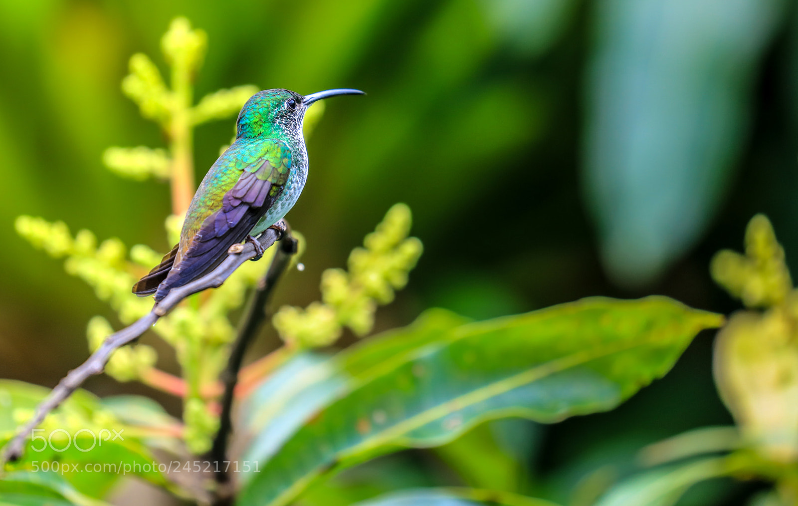 Canon EOS 5DS R sample photo. Asa wright nature center 3 photography