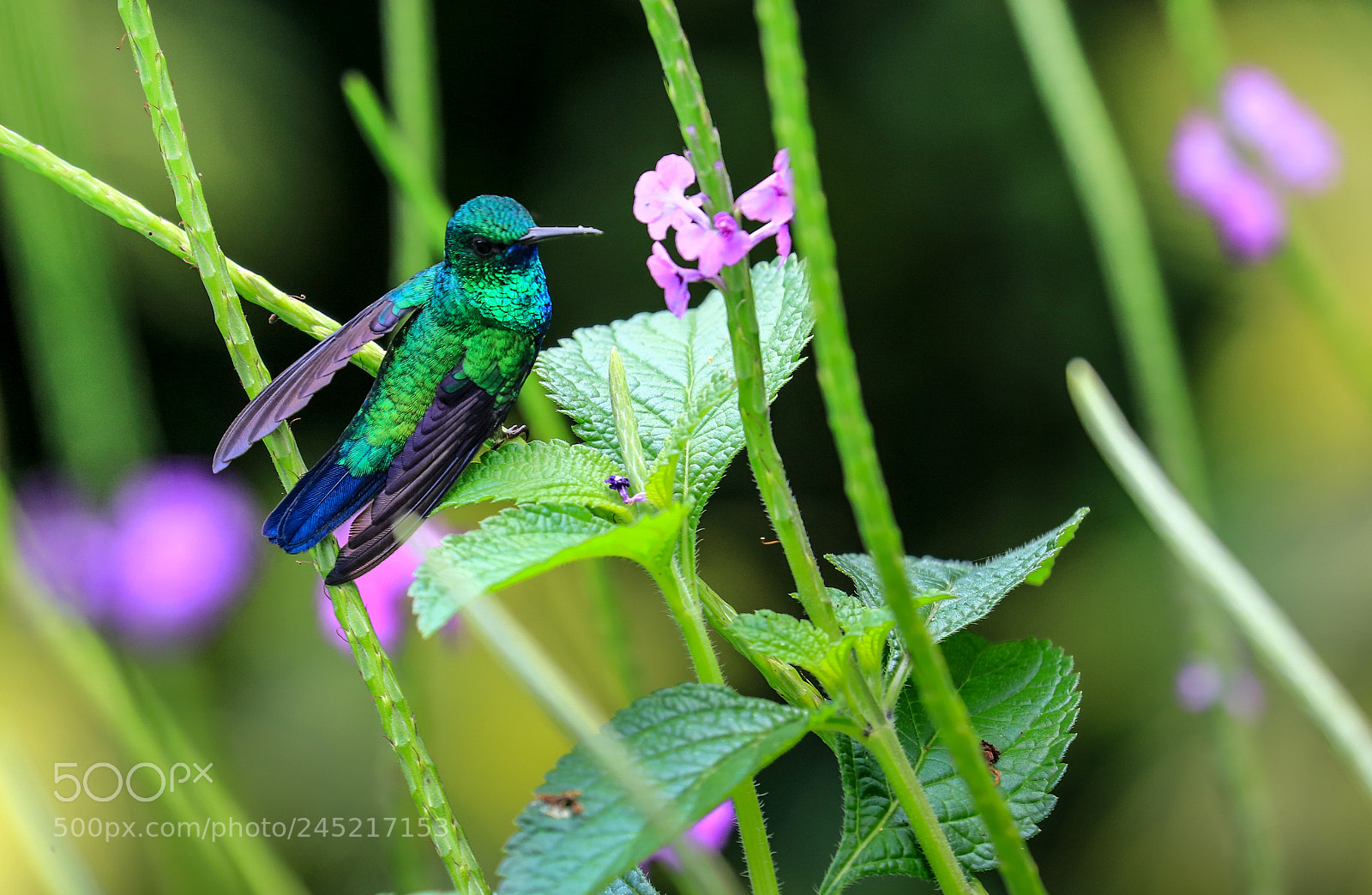 Canon EOS 5DS R sample photo. Asa wright nature center 4 photography