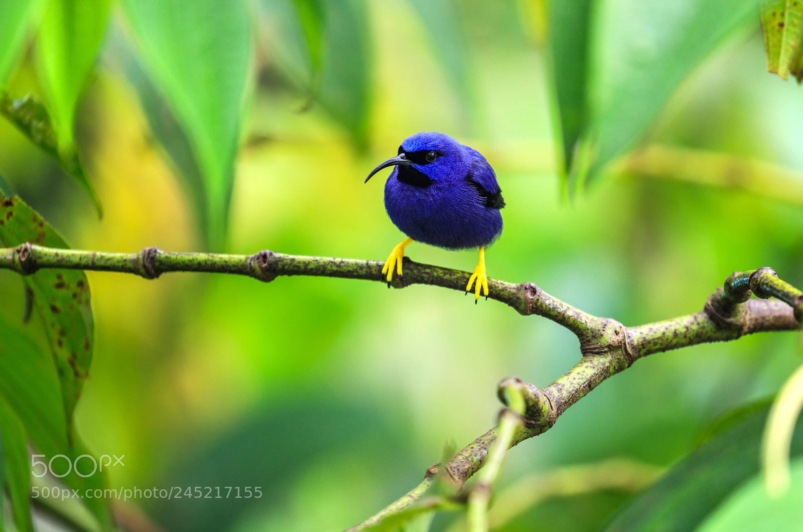 Canon EOS 5DS R sample photo. Asa wright nature center 2 photography