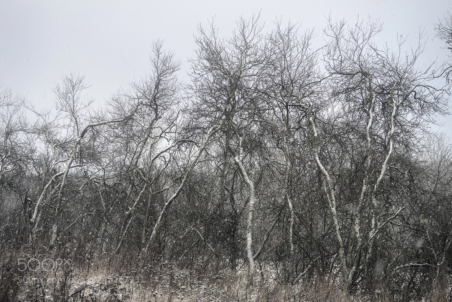 Sony a7R II sample photo. Flurry photography