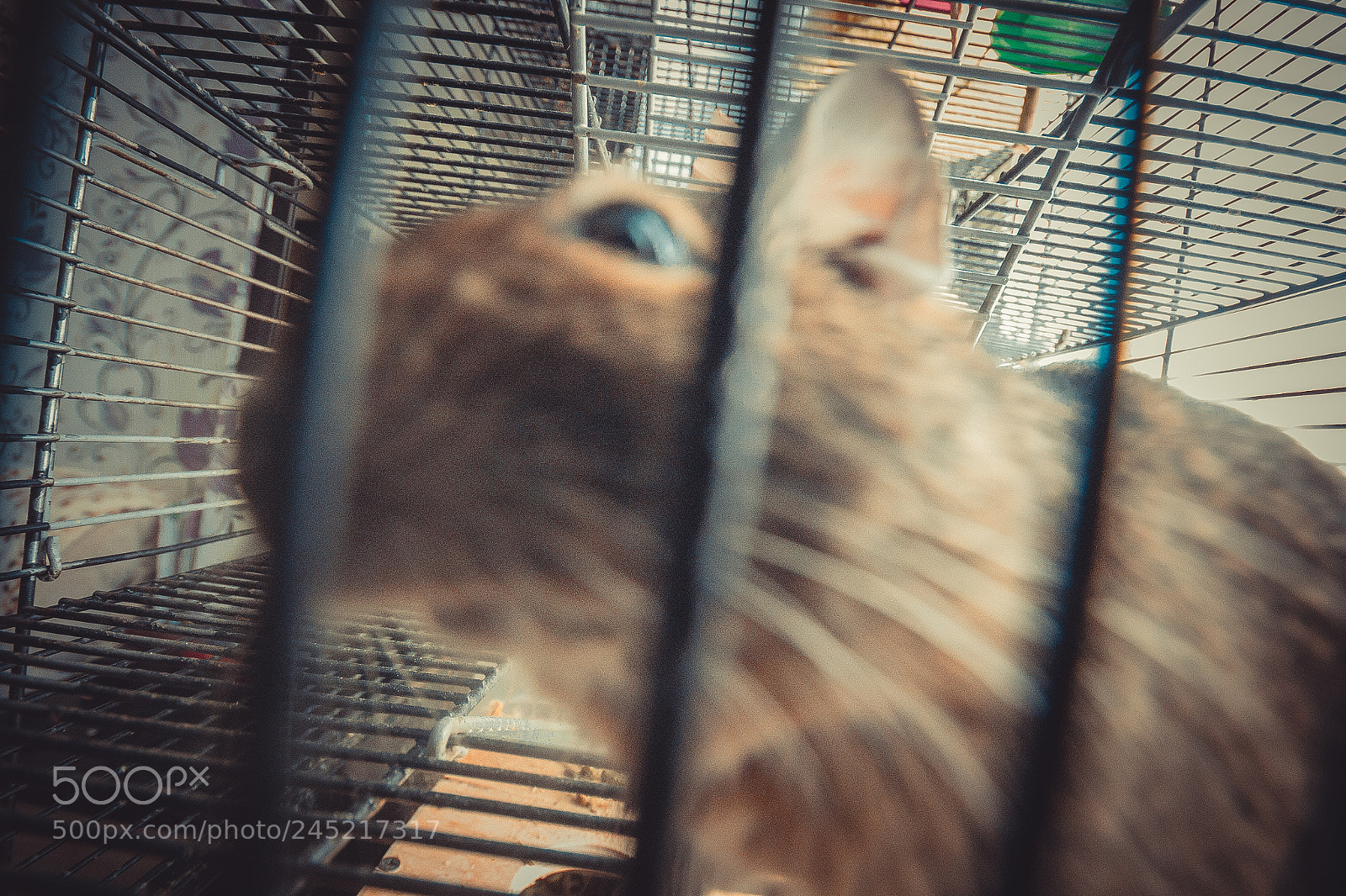 Canon EOS 600D (Rebel EOS T3i / EOS Kiss X5) sample photo. Octodon degus photography