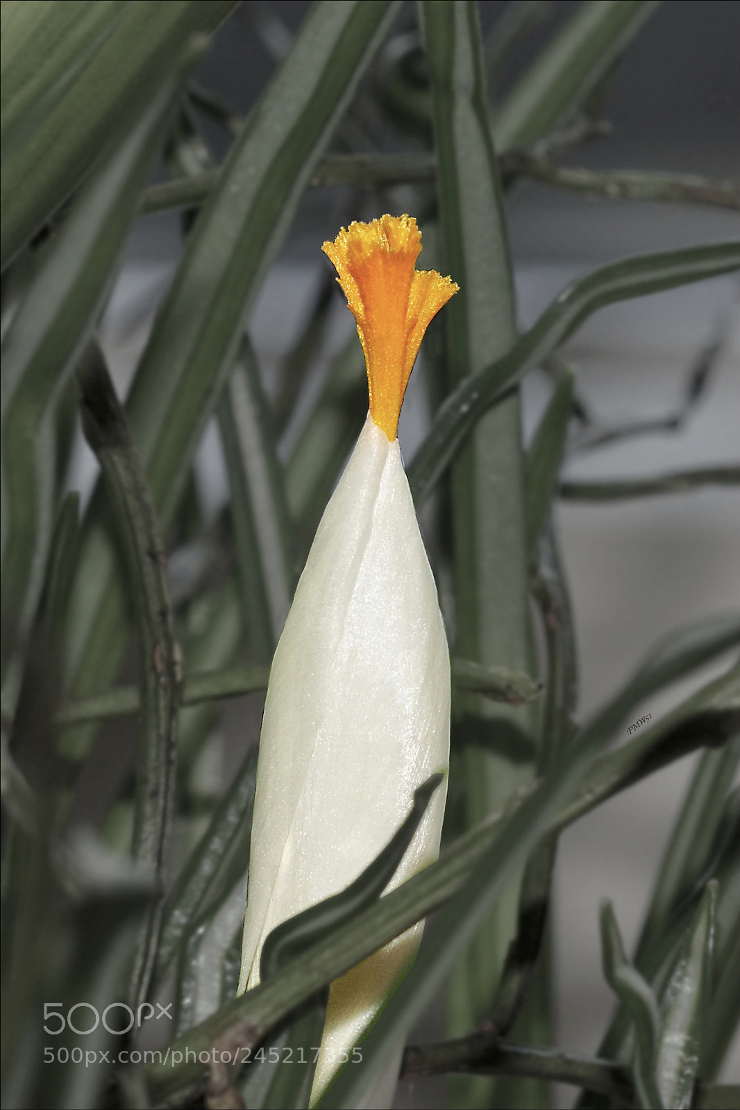 Sony ILCA-77M2 sample photo. White crocus blooming photography