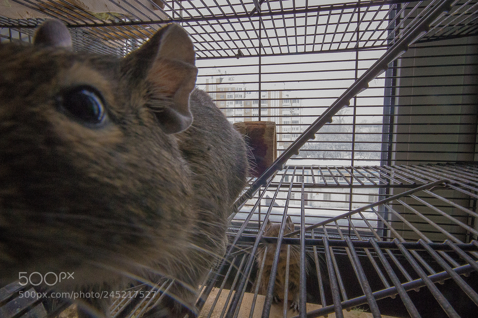 Canon EOS 600D (Rebel EOS T3i / EOS Kiss X5) sample photo. Octodon degus photography