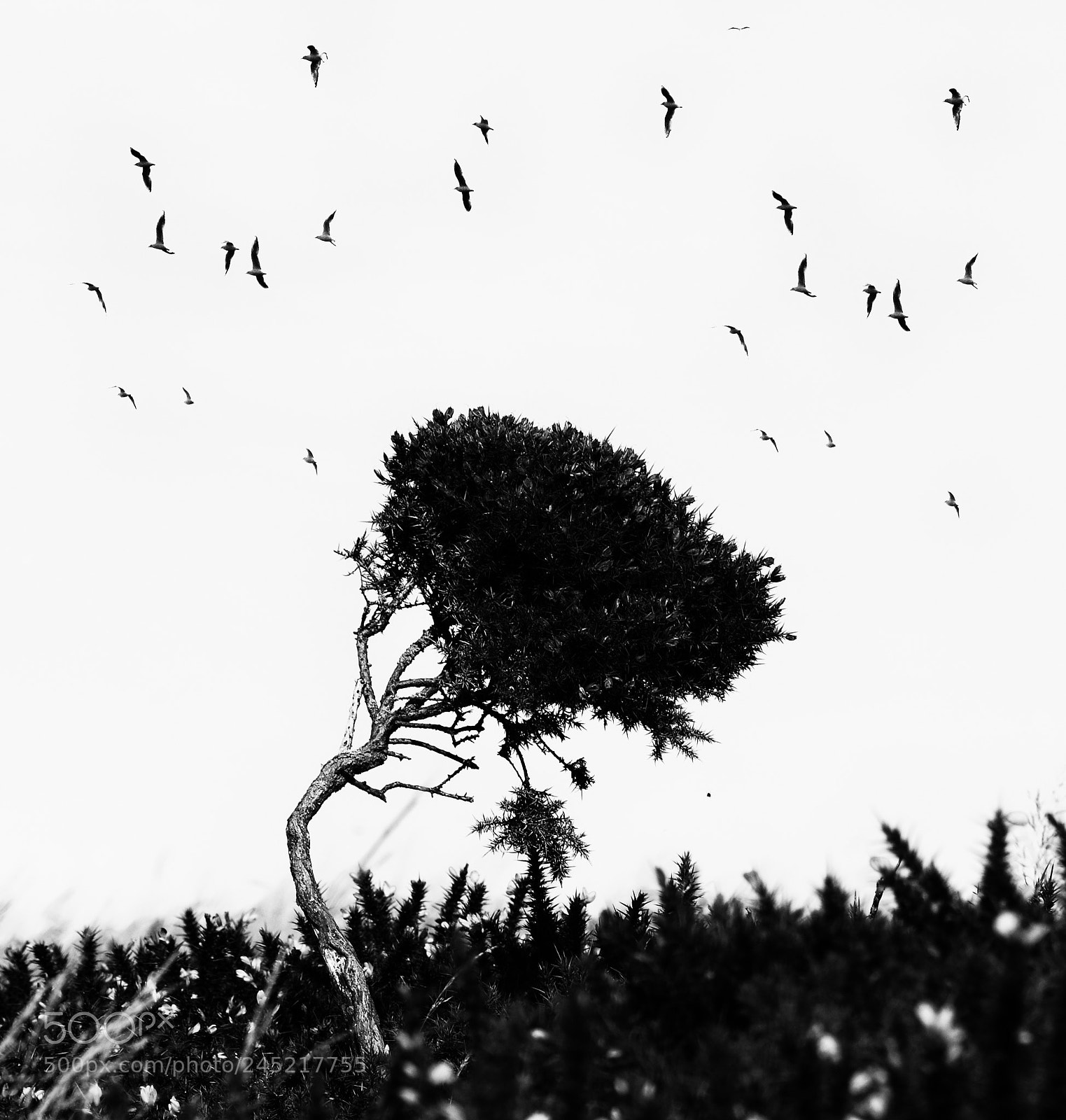 Nikon D7200 sample photo. Tree photography