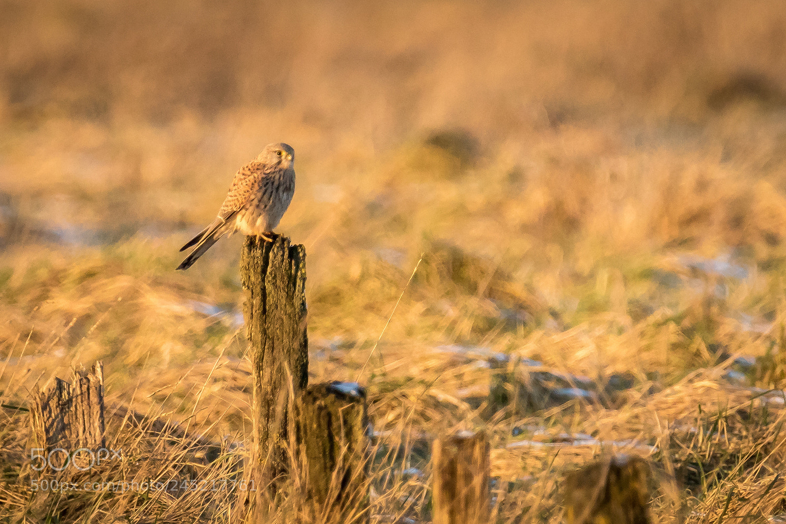 Canon EOS 7D Mark II sample photo. Little hawk photography