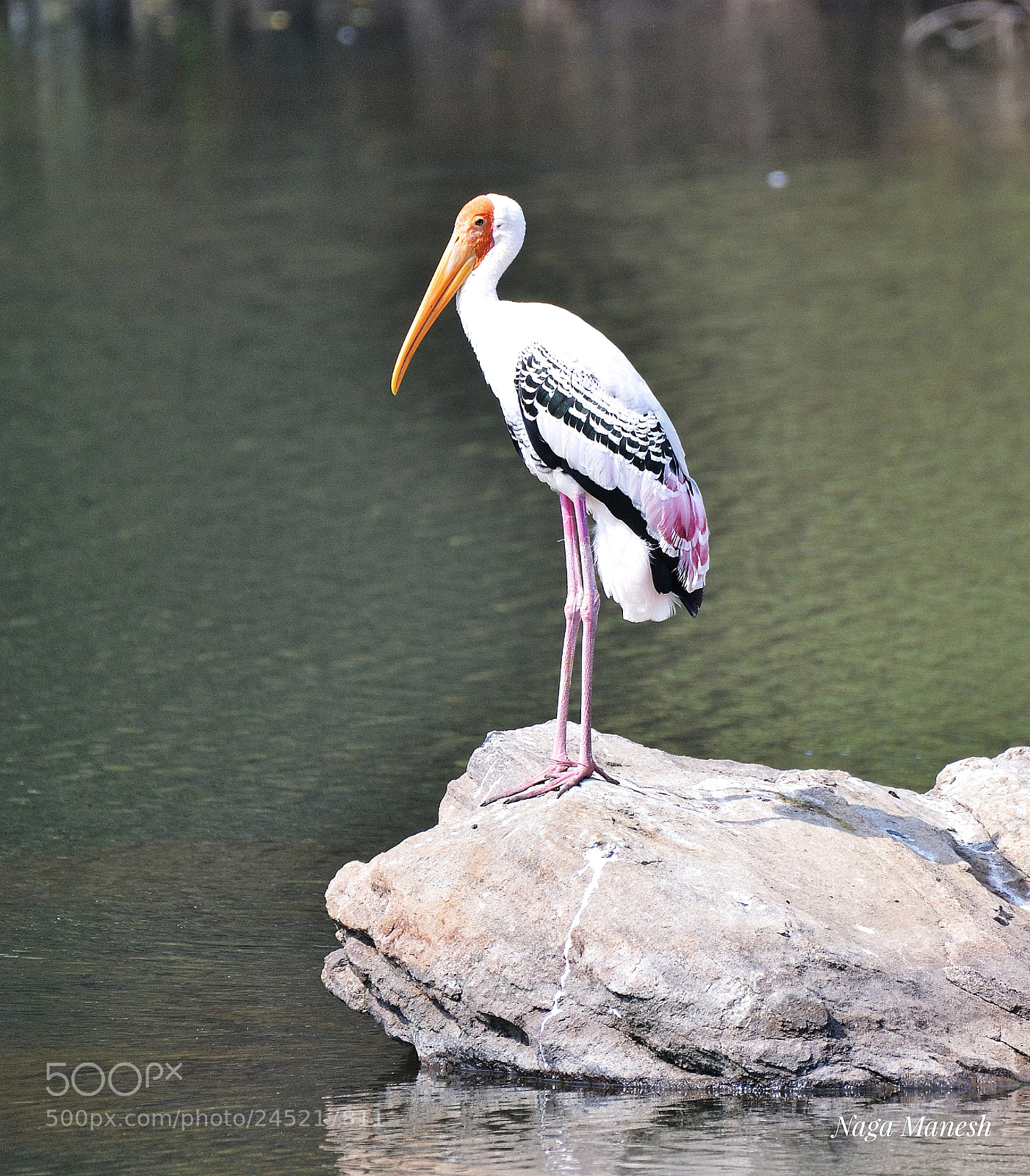 Nikon D3100 sample photo. Painted storks photography