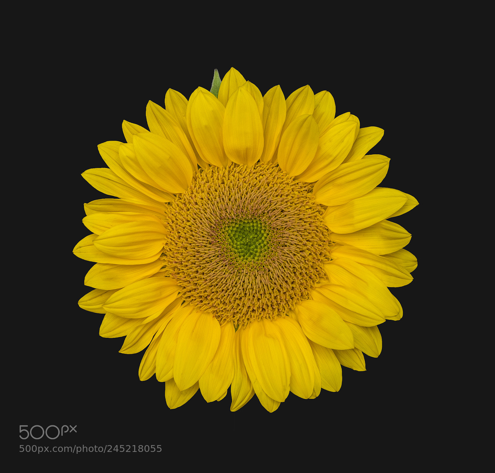 Fujifilm X-T1 sample photo. Sunflower photography
