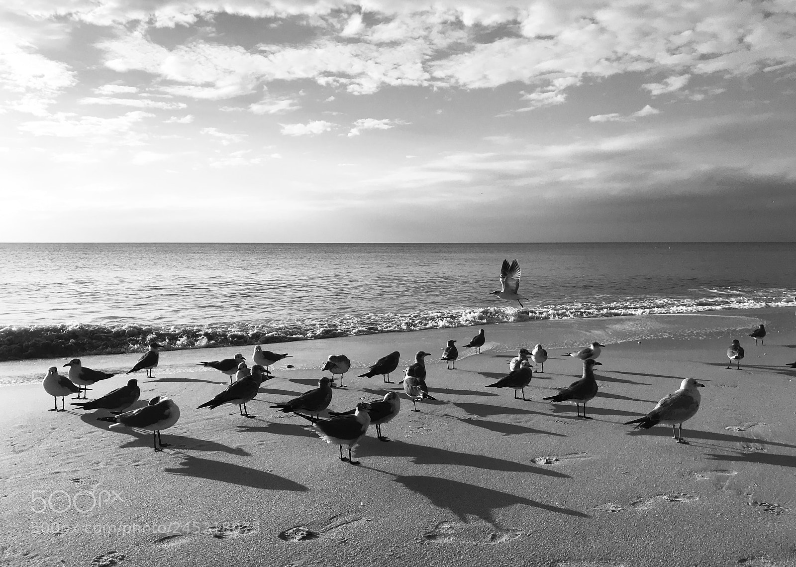 Apple iPhone 7 sample photo. Bird tanning photography