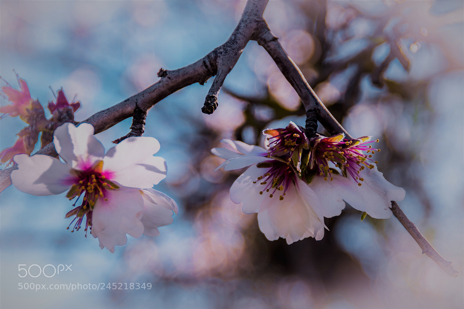 Nikon D5500 sample photo. Flor d'ametller photography