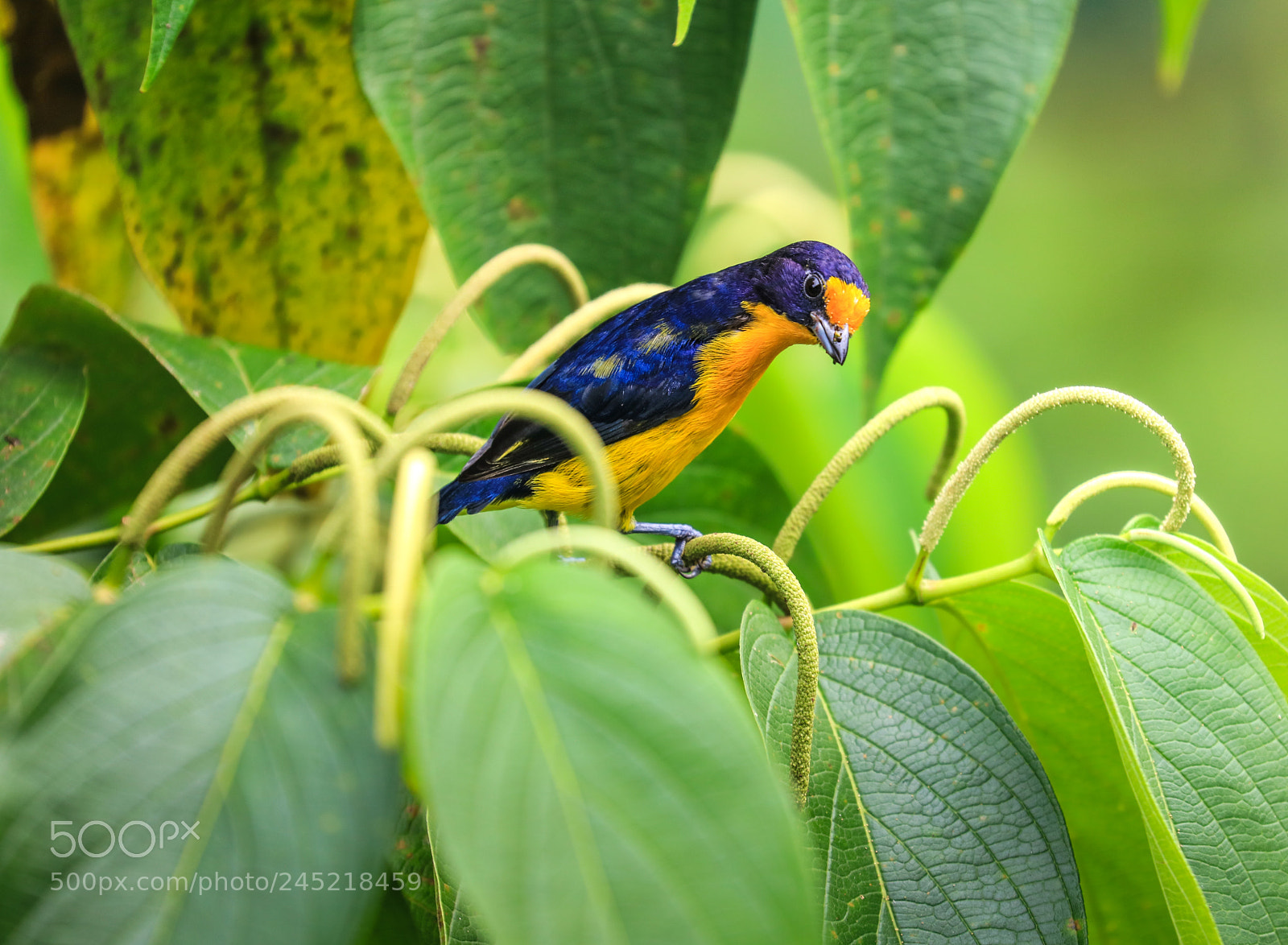 Canon EOS 5DS R sample photo. Asa wright nature center 5 photography