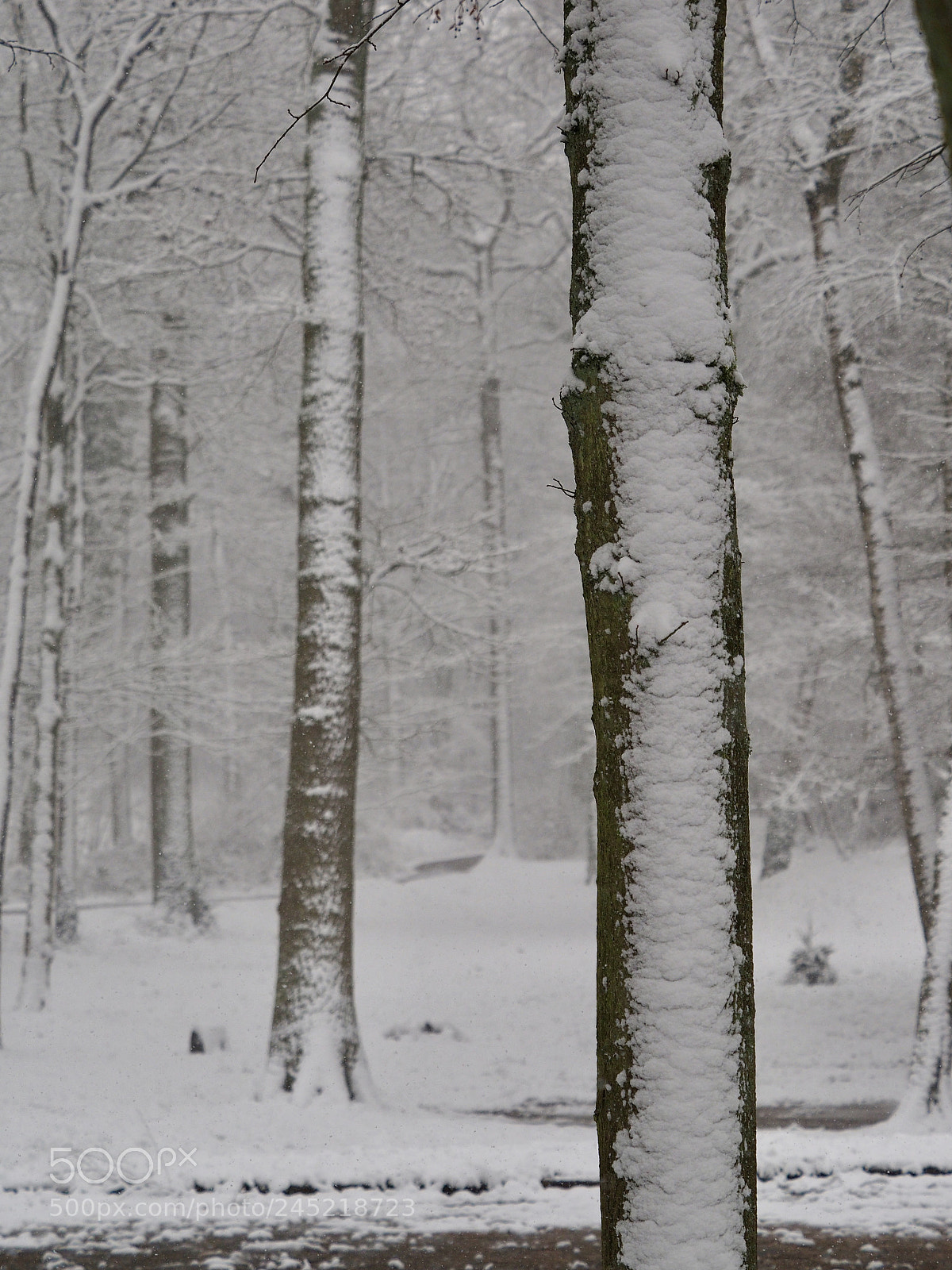Olympus OM-D E-M1 sample photo. Winter picture photography