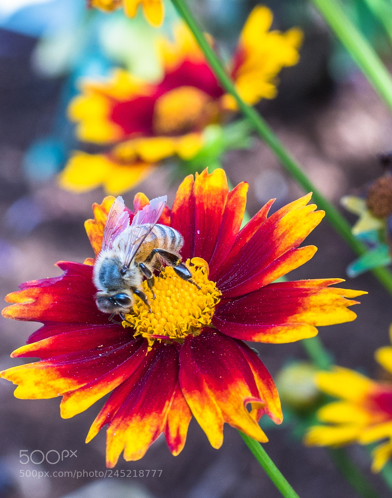 Olympus OM-D E-M5 II sample photo. Bee pollinating on red photography