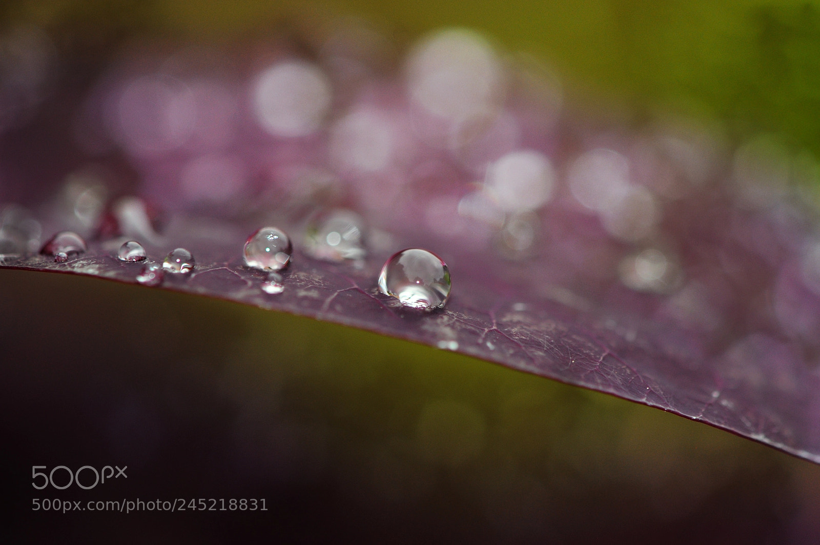 Nikon D5000 sample photo. After rain photography