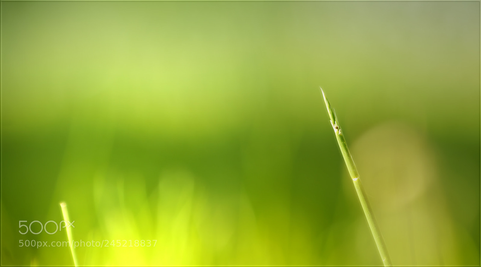 Sony a7R II sample photo. Wenn das licht in photography