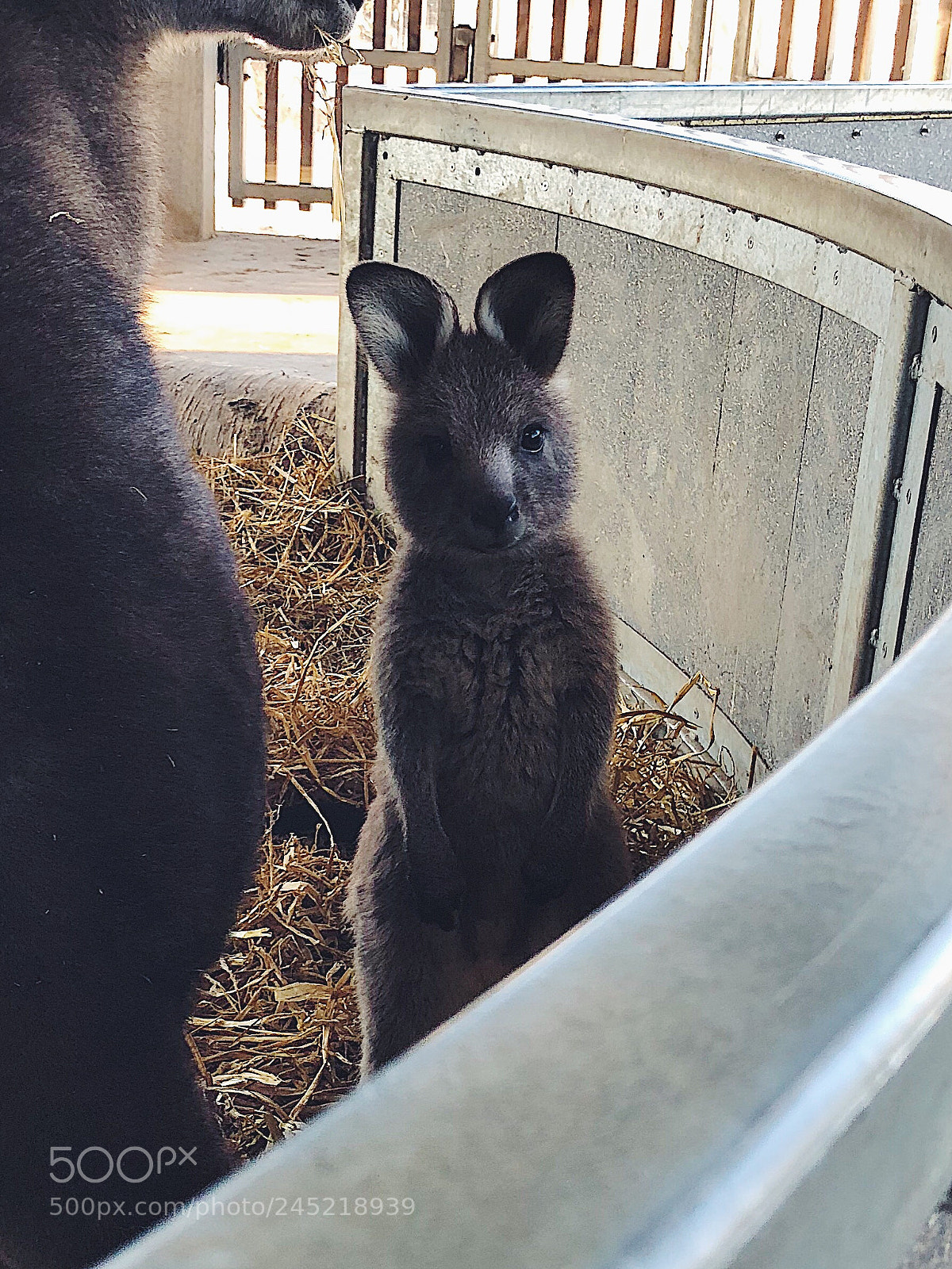 Apple iPhone 8 Plus sample photo. Baby kangaroo photography
