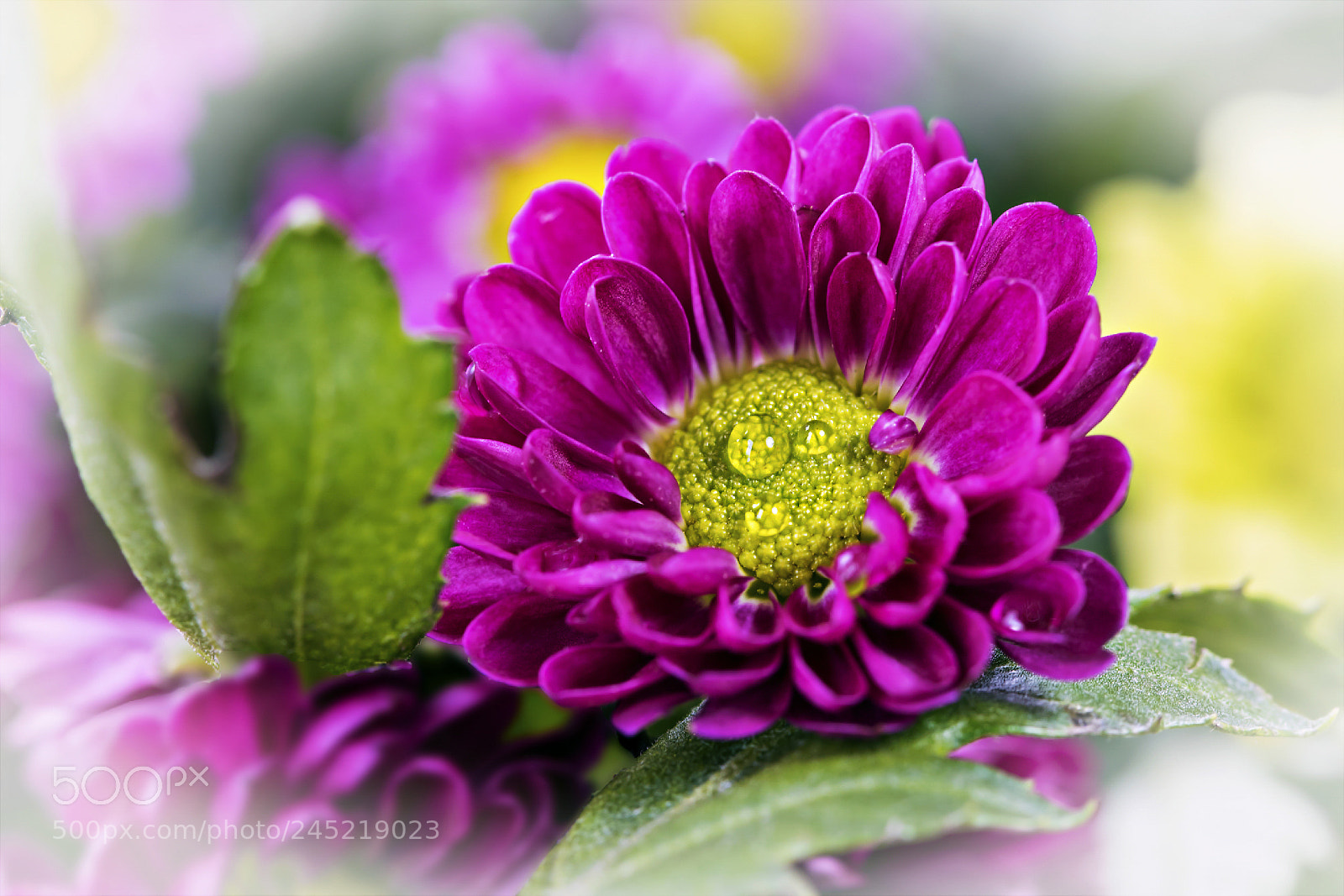 Canon EOS 6D Mark II sample photo. Happy spring photography