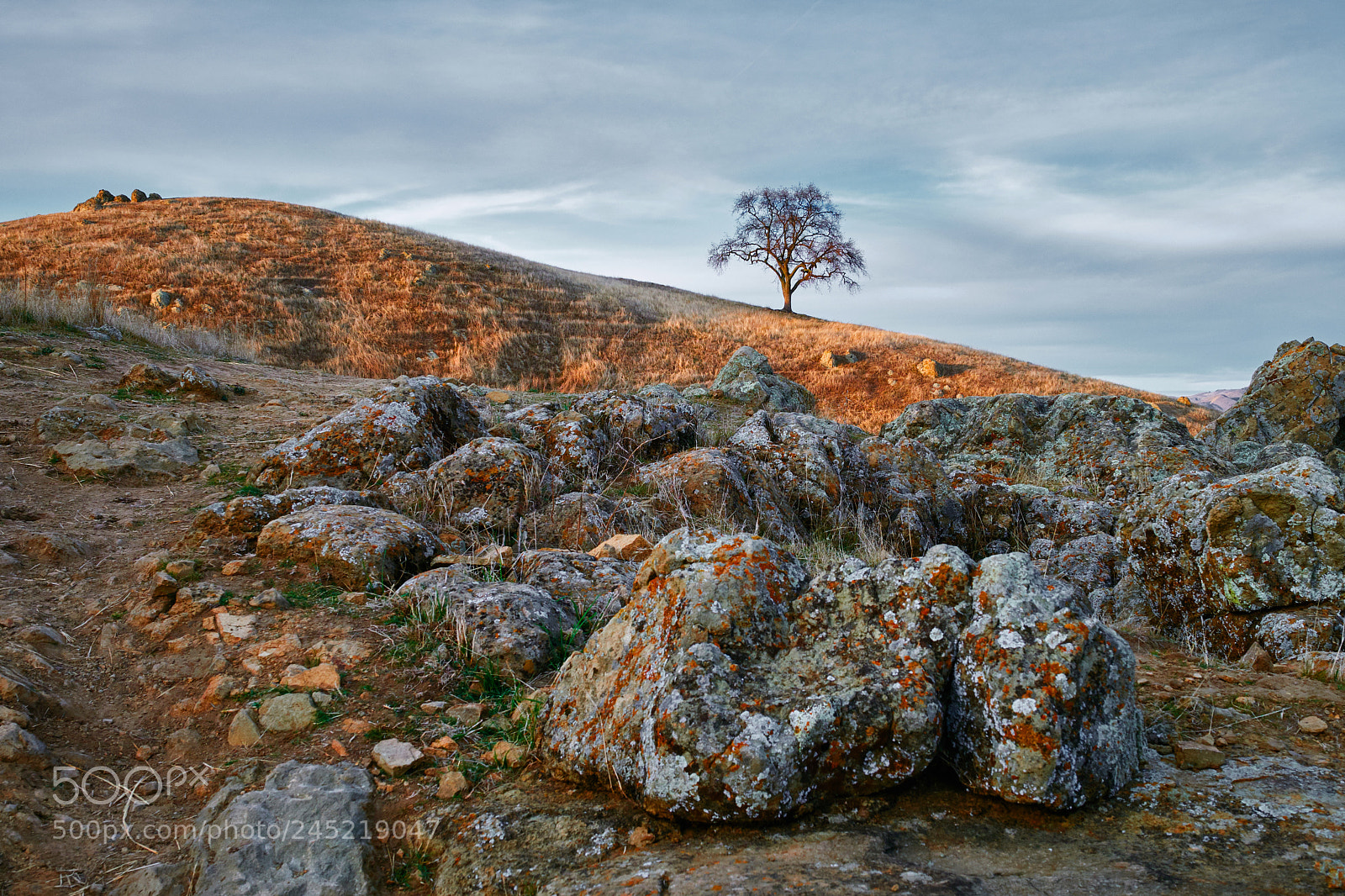 Fujifilm X-T2 sample photo. Lonely tree and colorful photography