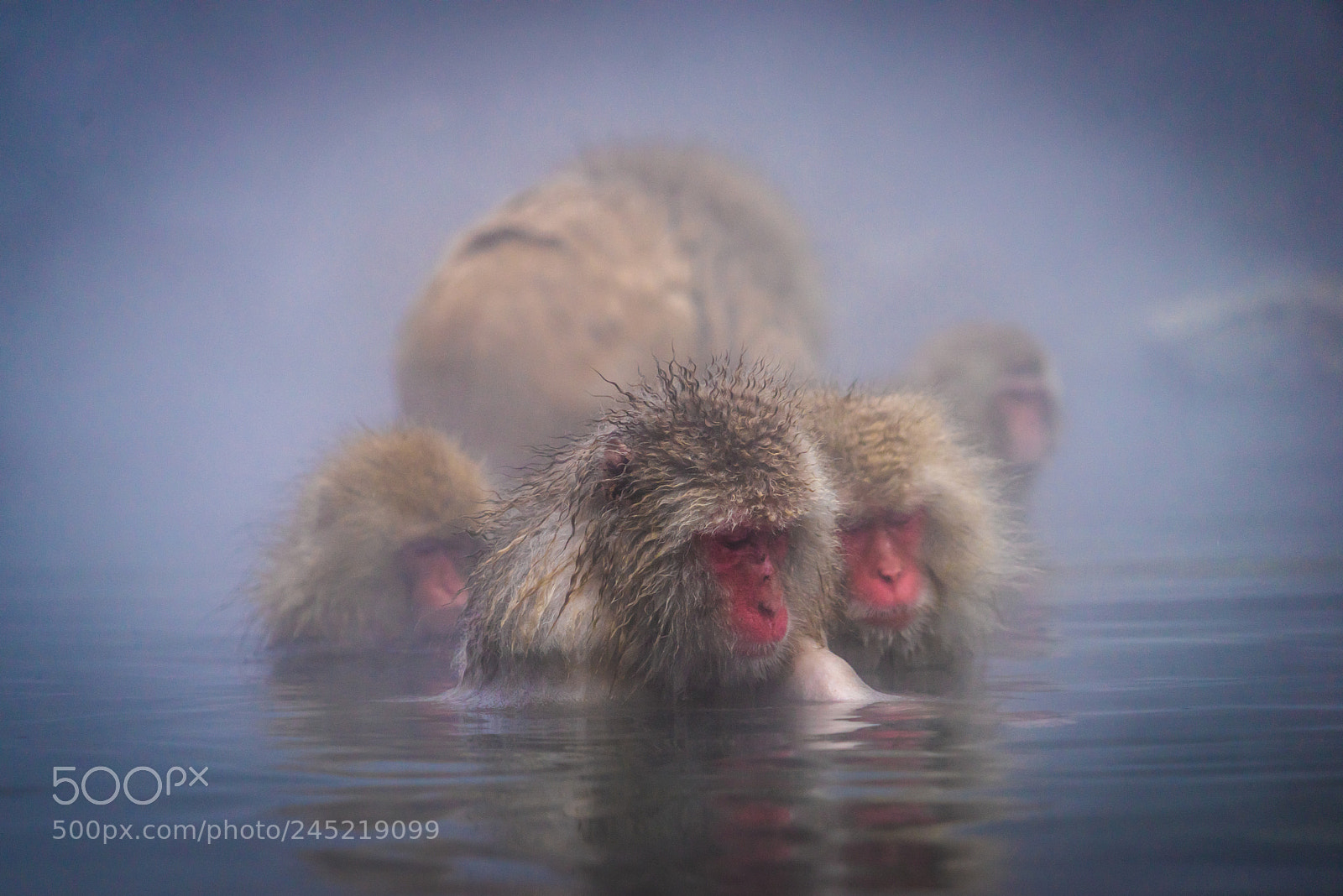 Sony a7R sample photo. Snow monkeys photography
