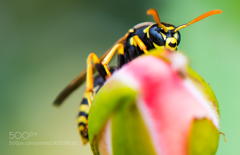 Nikon D500 sample photo. Wasp on flower photography