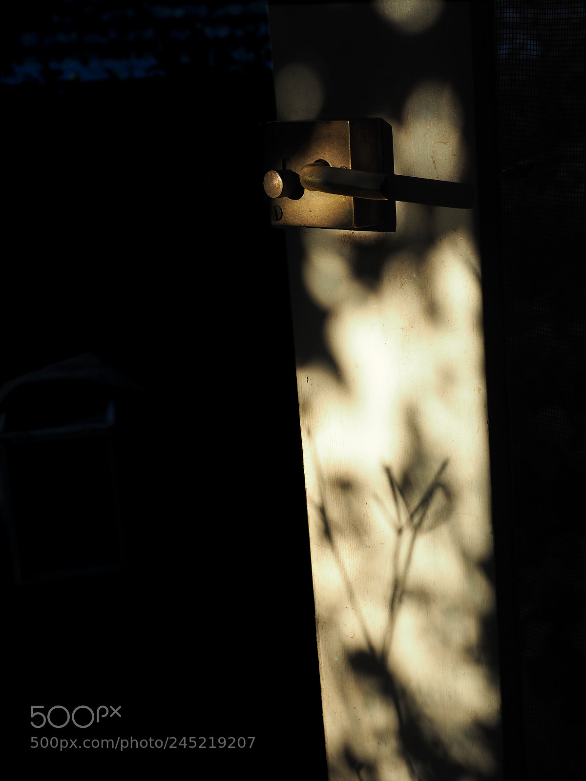 Olympus OM-D E-M5 II sample photo. Looking out my backdoor. photography