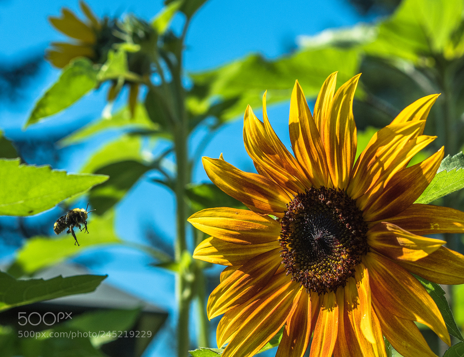 Olympus OM-D E-M5 II sample photo. Flying bee photography