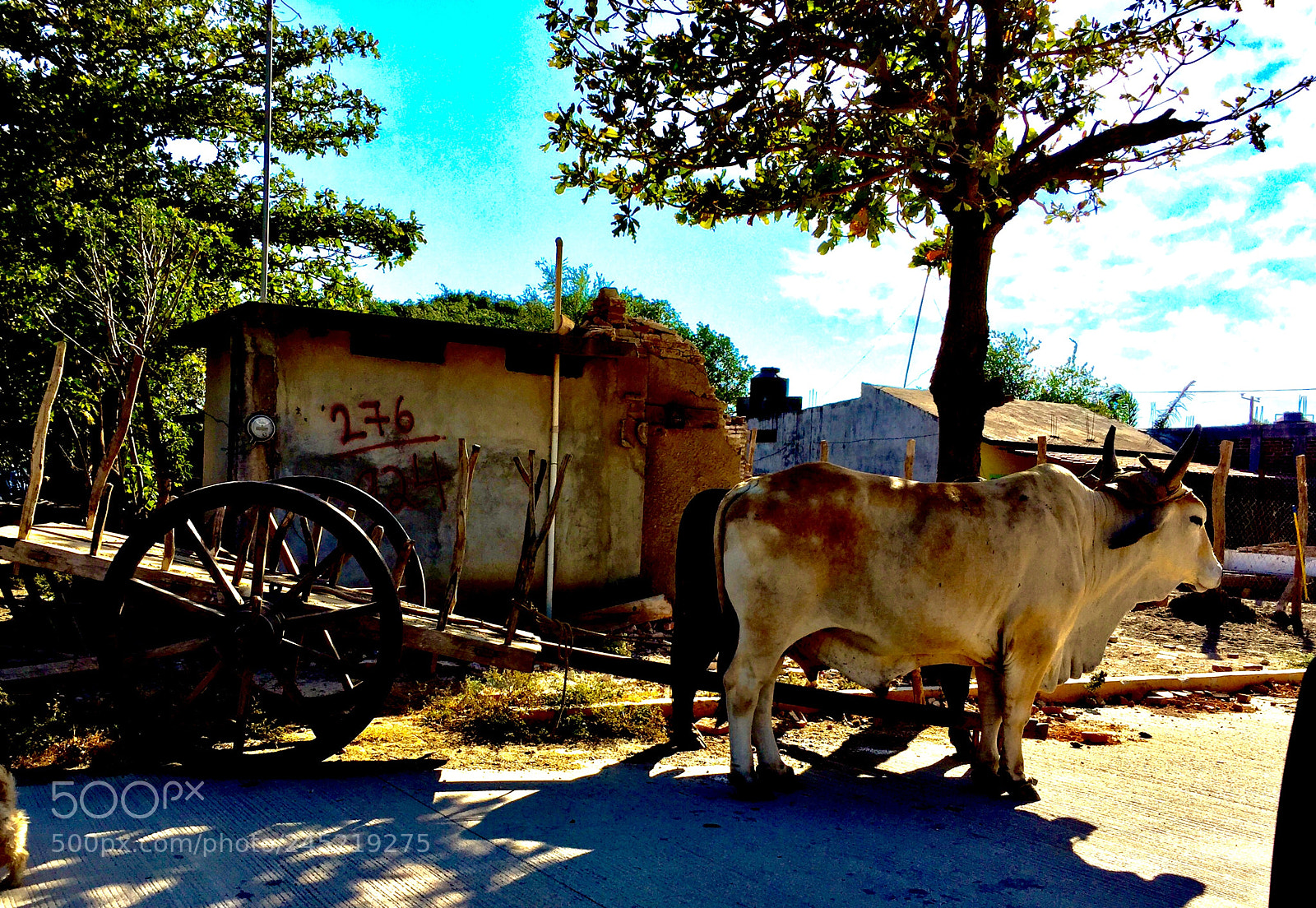Apple iPhone 6 sample photo. Yunta photography