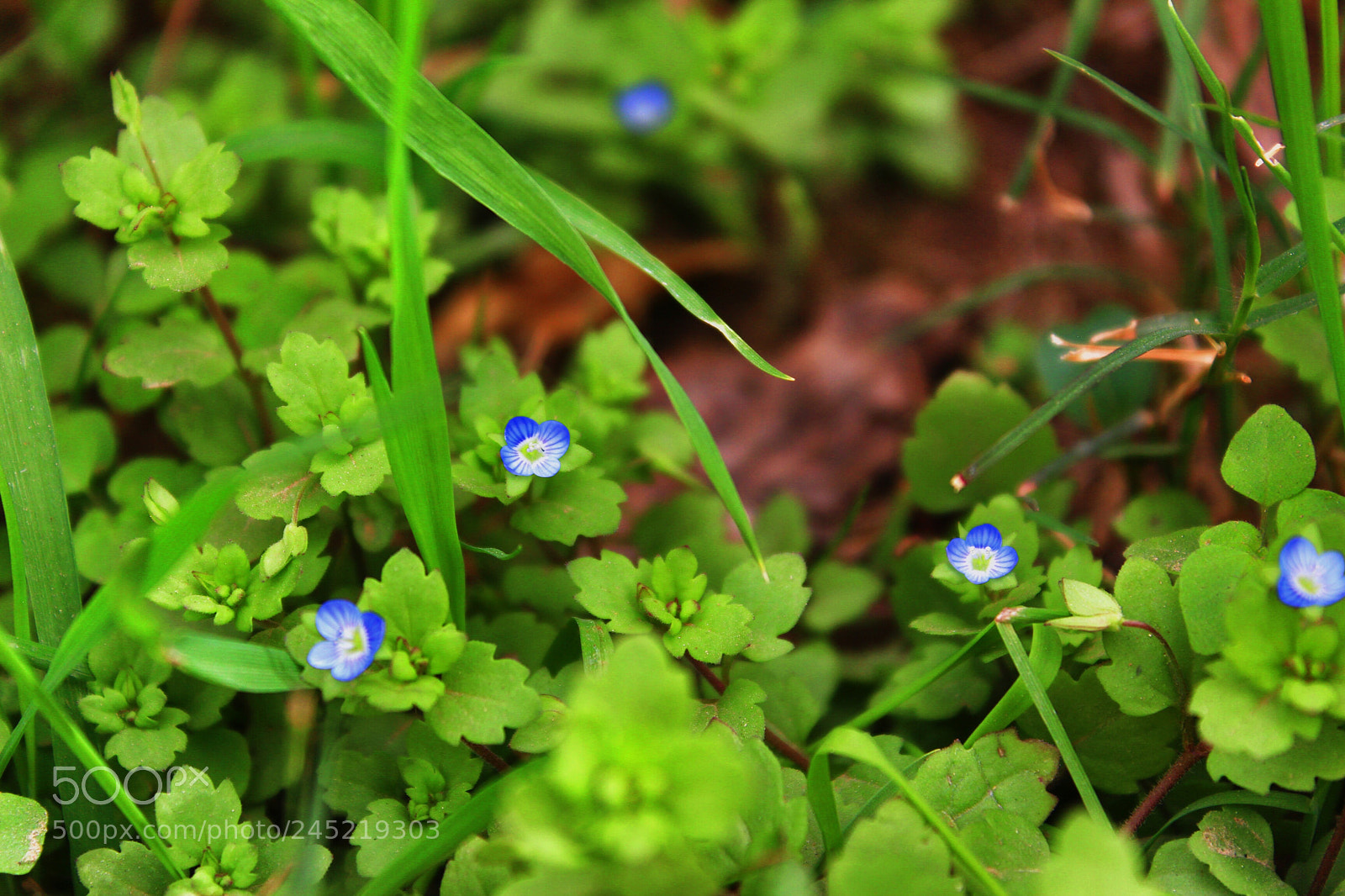 Canon EOS 650D (EOS Rebel T4i / EOS Kiss X6i) sample photo. Untitled photography