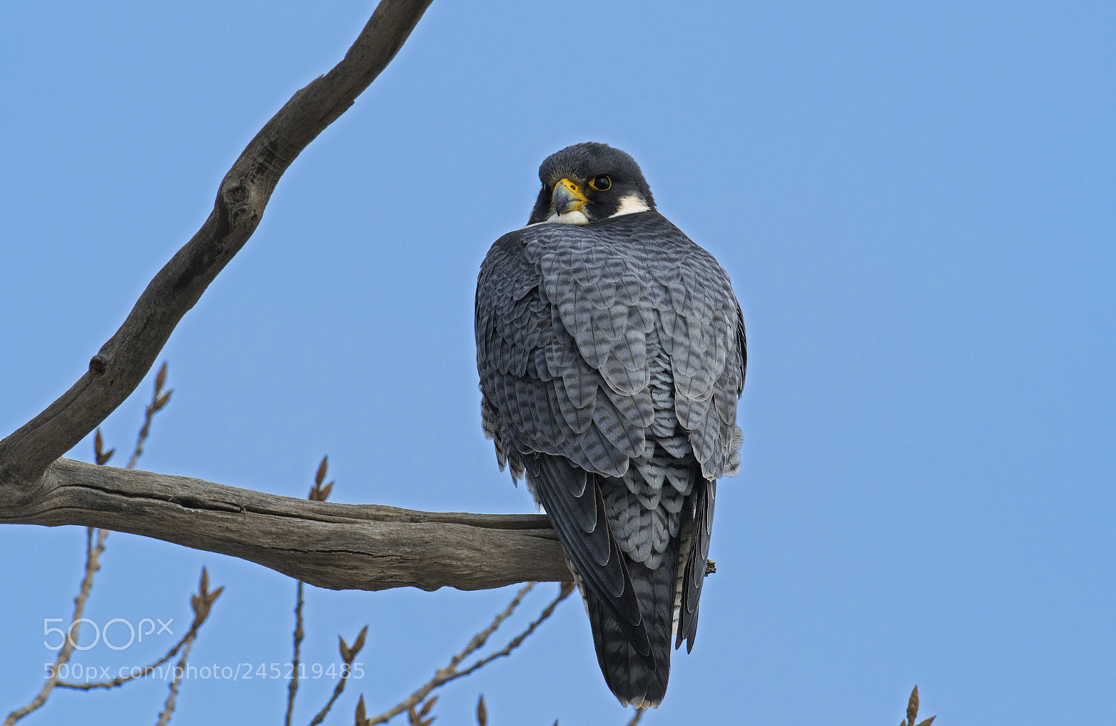 Nikon D500 sample photo. Faucon pe lerin peregrine photography