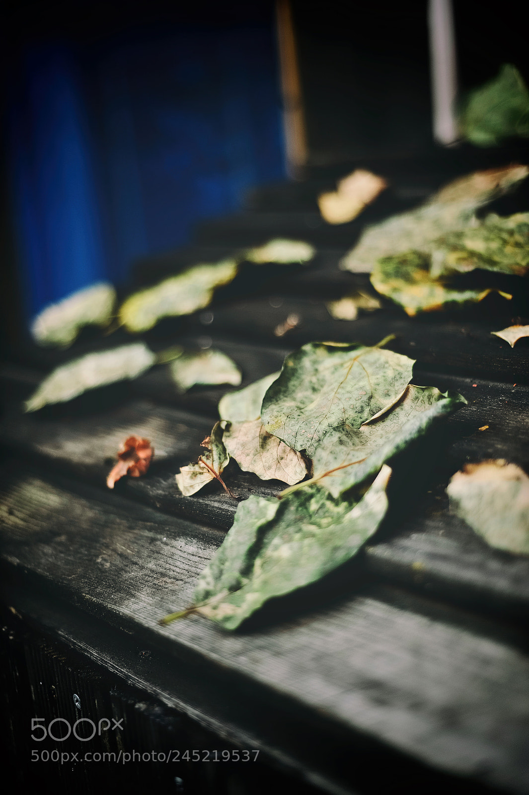Nikon D3 sample photo. Leaves photography
